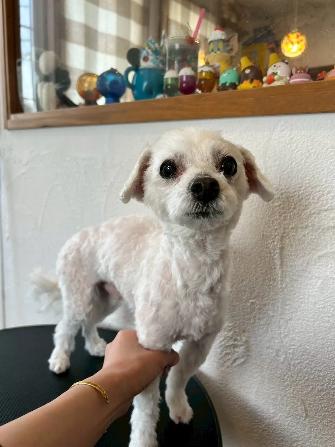 🌟🐶今日も最高のお客様たちを紹介します😊