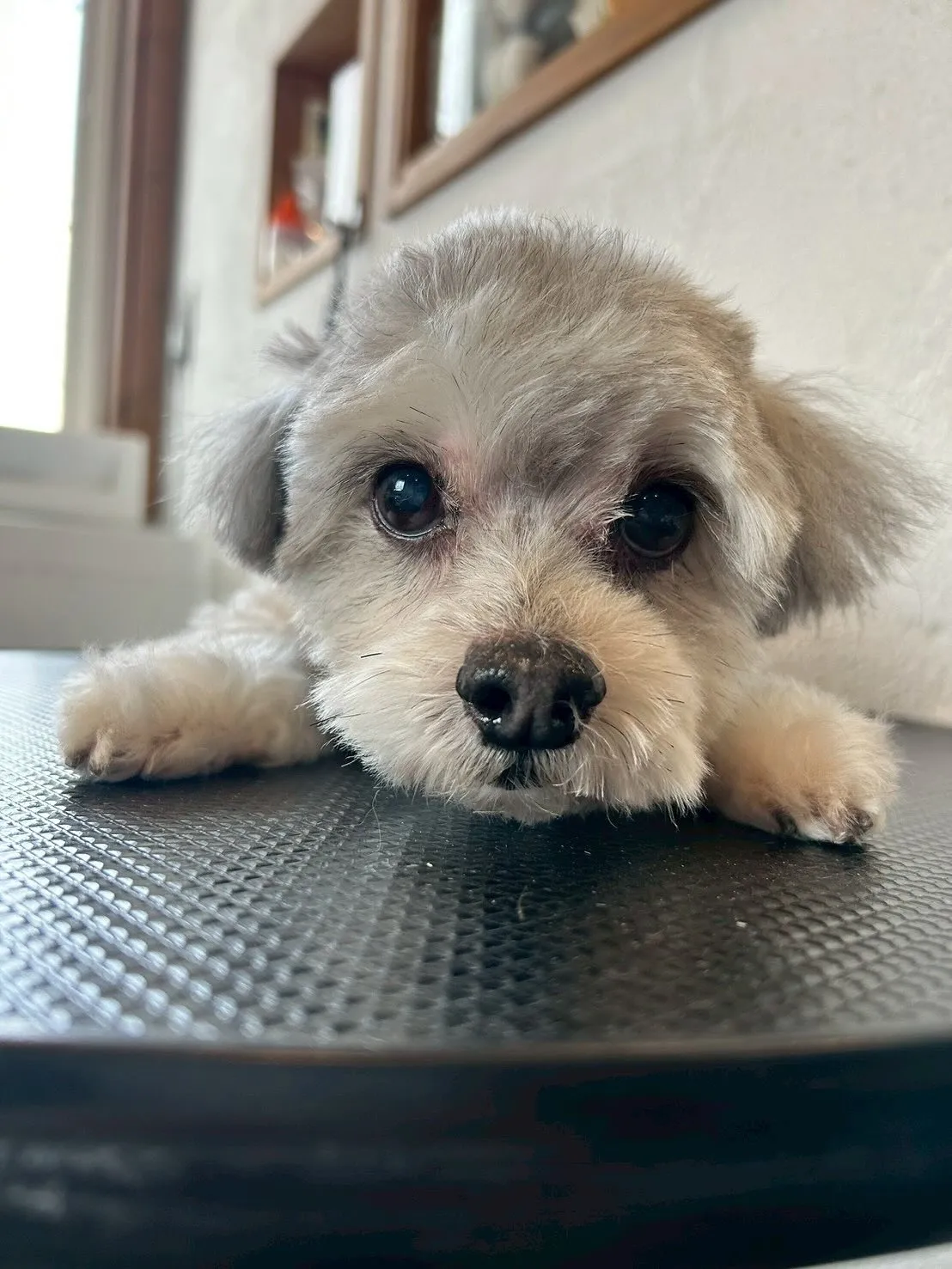 🌟🐶今日も最高のお客様たちを紹介します😊