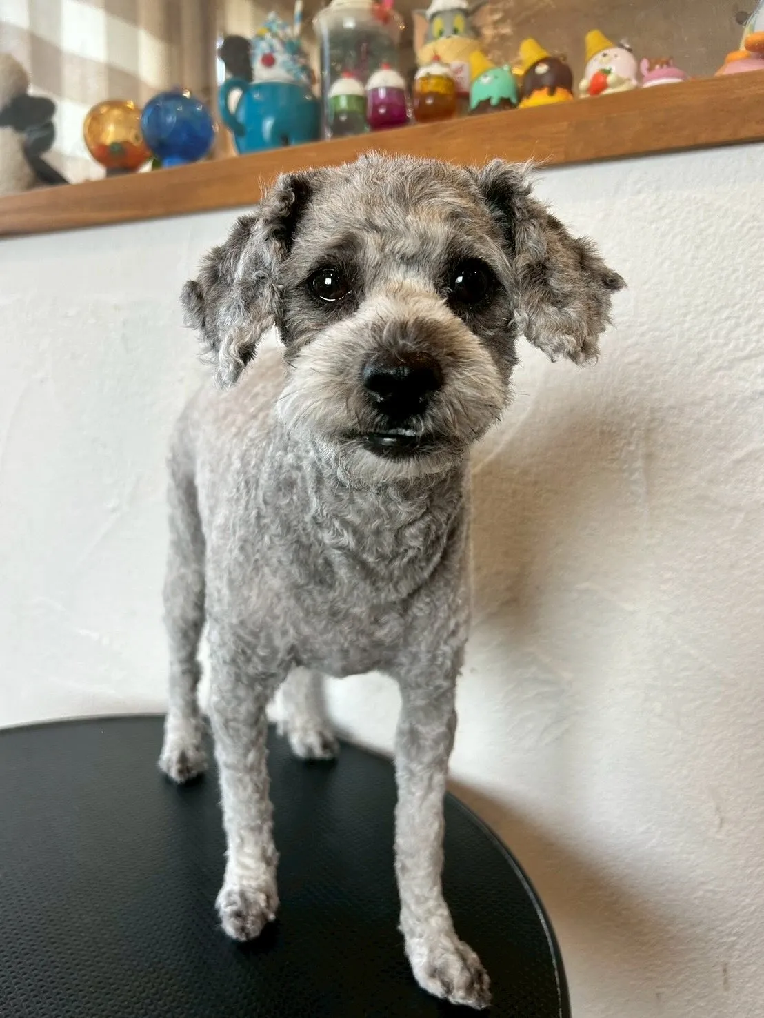 🌟🐶今日も最高のお客様たちを紹介します😊