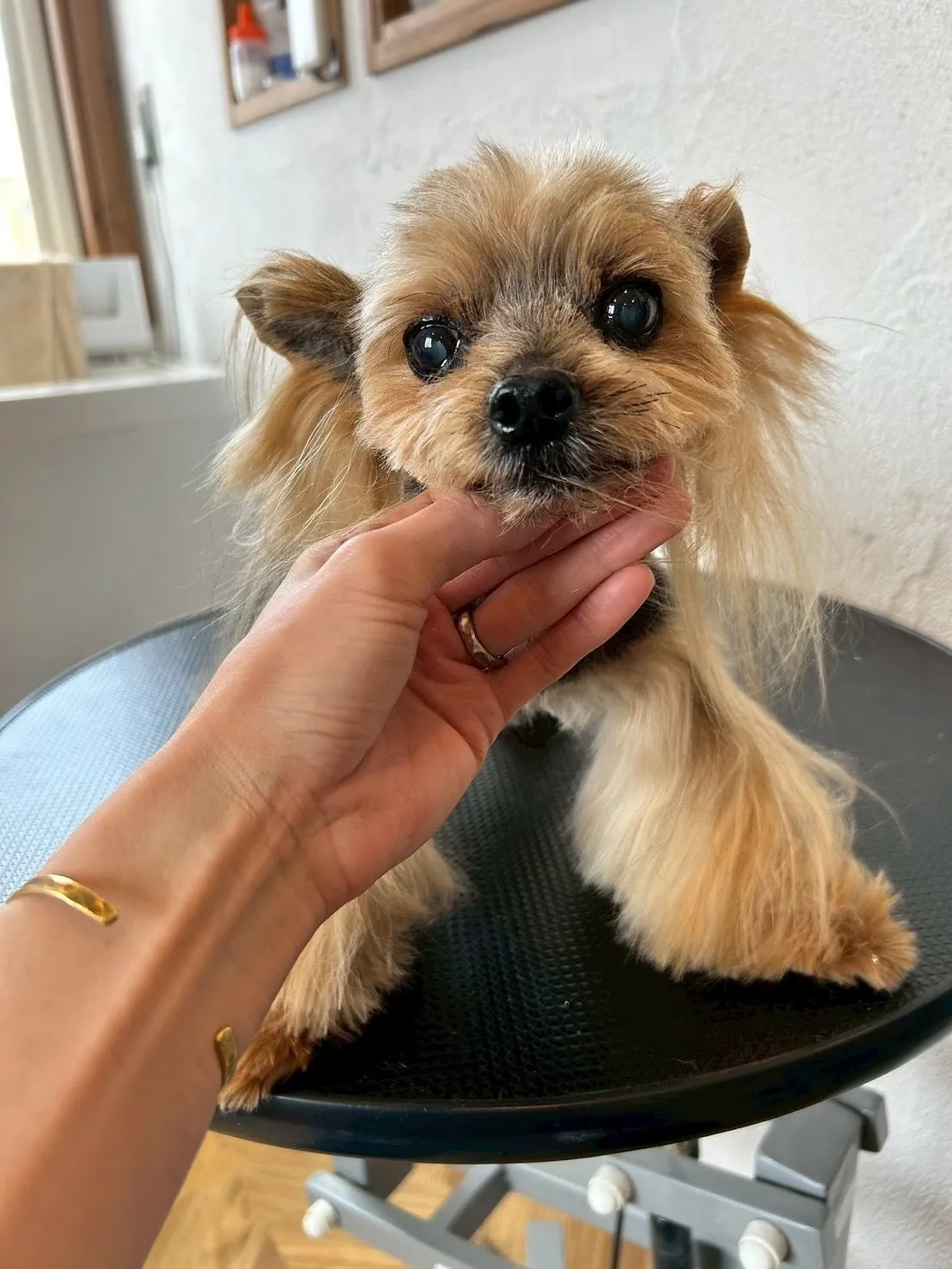 🐾 たくさんのワンちゃんたちが遊びに来てくれました！✨