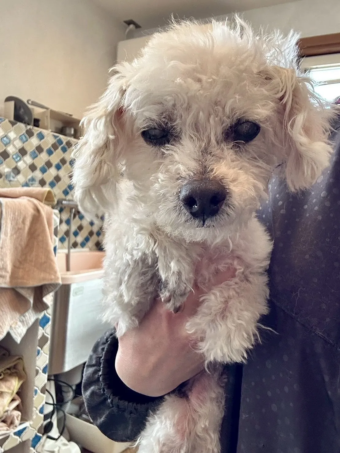 🐾 たくさんのワンちゃんたちが遊びに来てくれました！✨