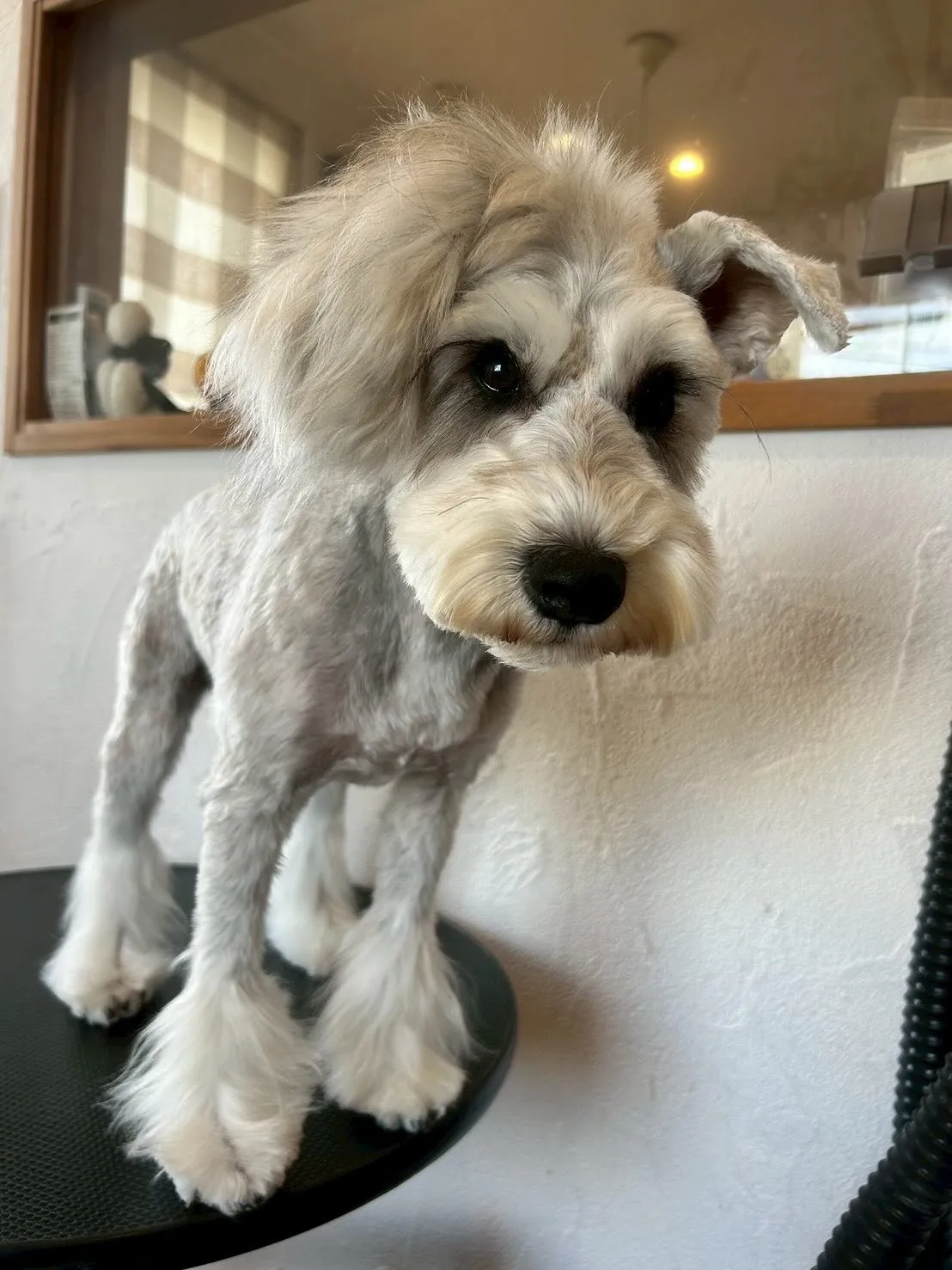 🐾 たくさんのワンちゃんたちが遊びに来てくれました！✨