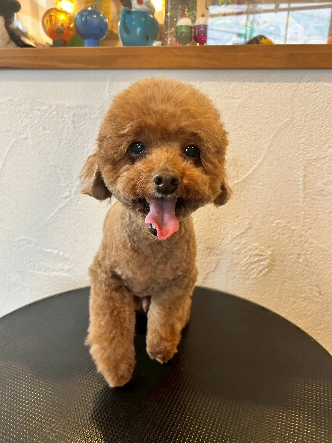 🐾 たくさんのワンちゃんたちが遊びに来てくれました！✨