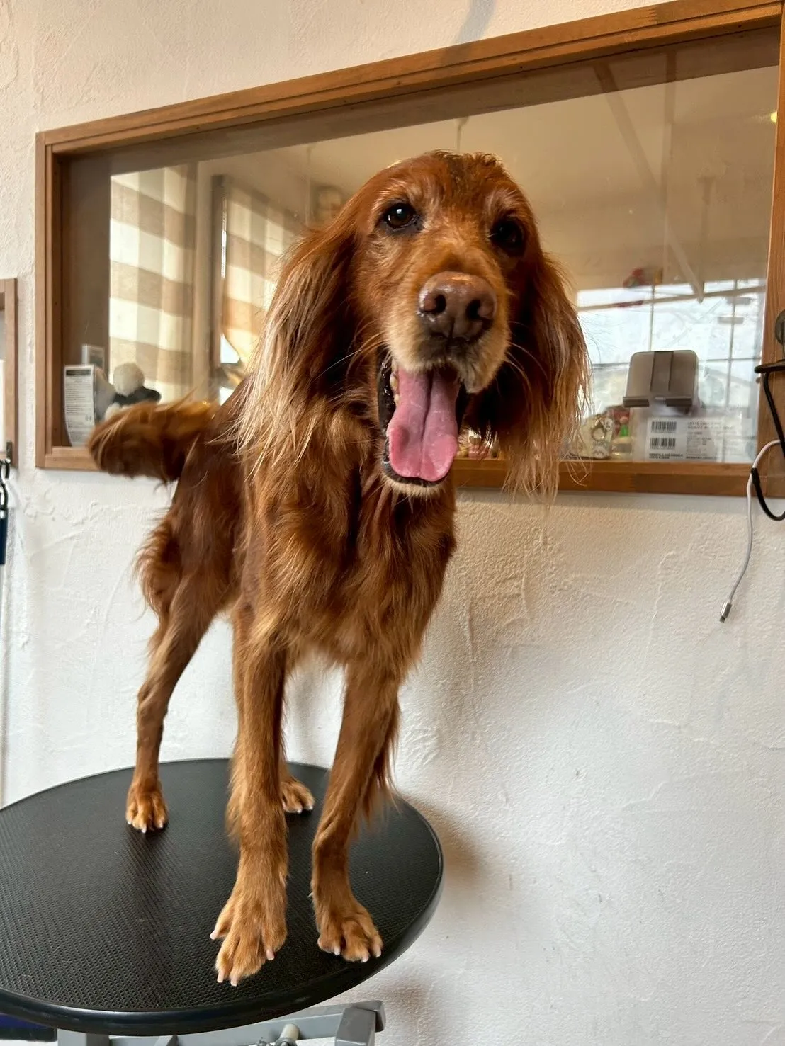 たくさんのワンちゃんたちが、E-bashoに遊びに来てくれま...