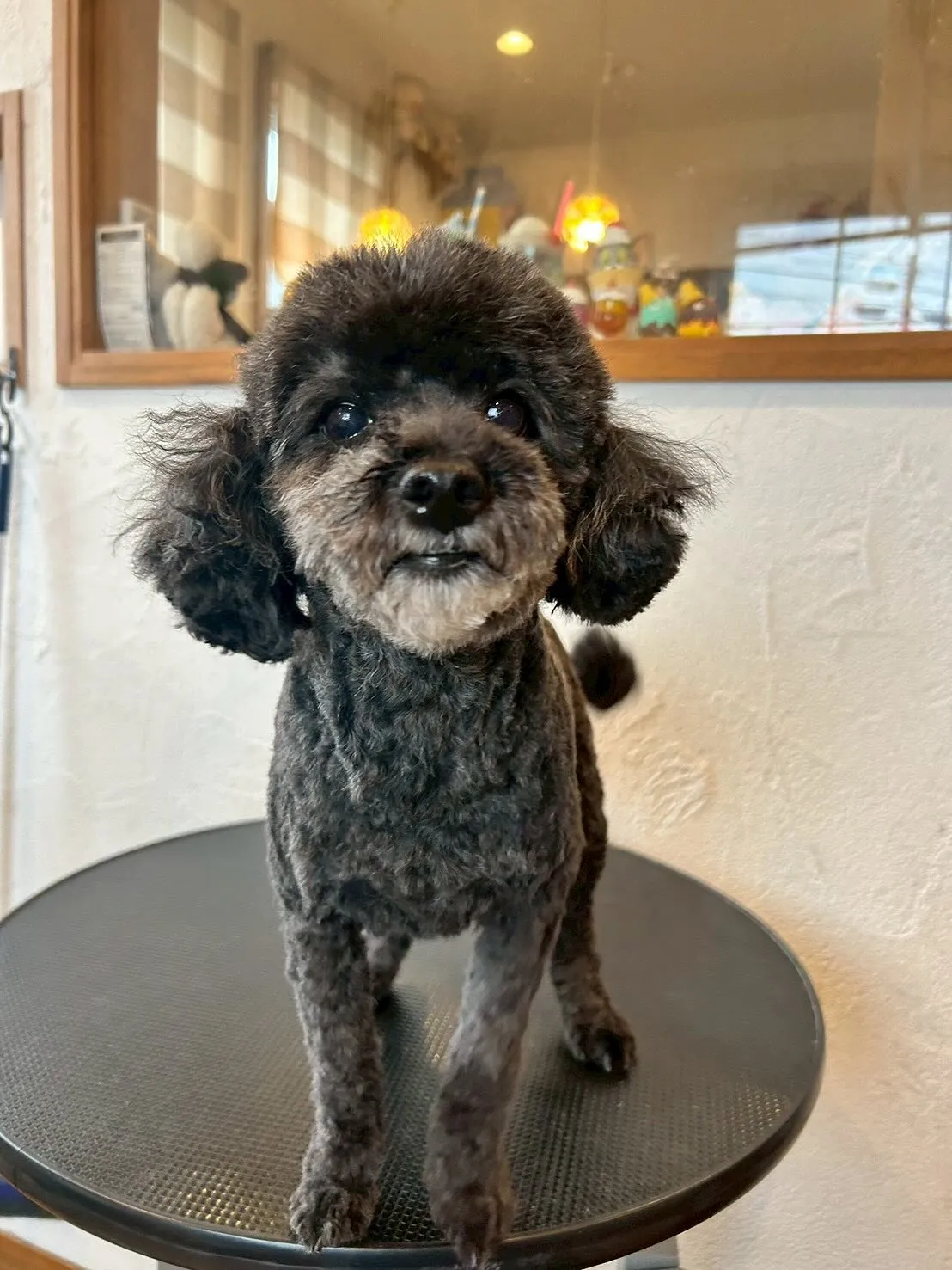 たくさんのワンちゃんたちが、E-bashoに遊びに来てくれま...