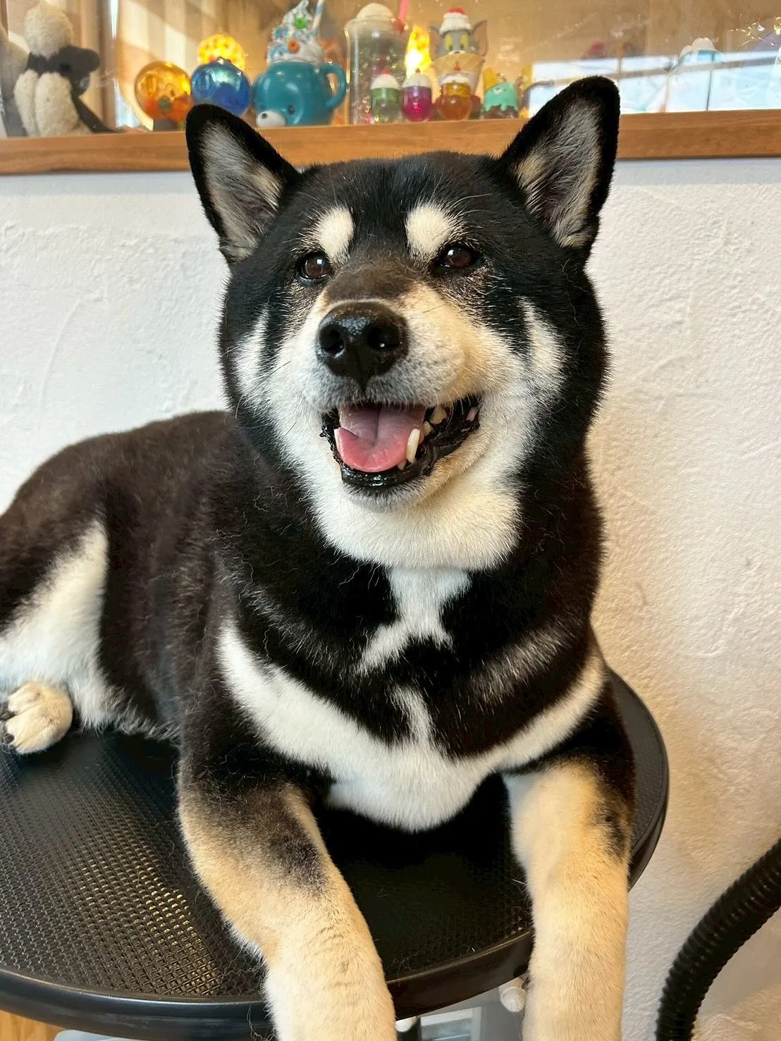 たくさんのワンちゃんたちが、E-bashoに遊びに来てくれま...