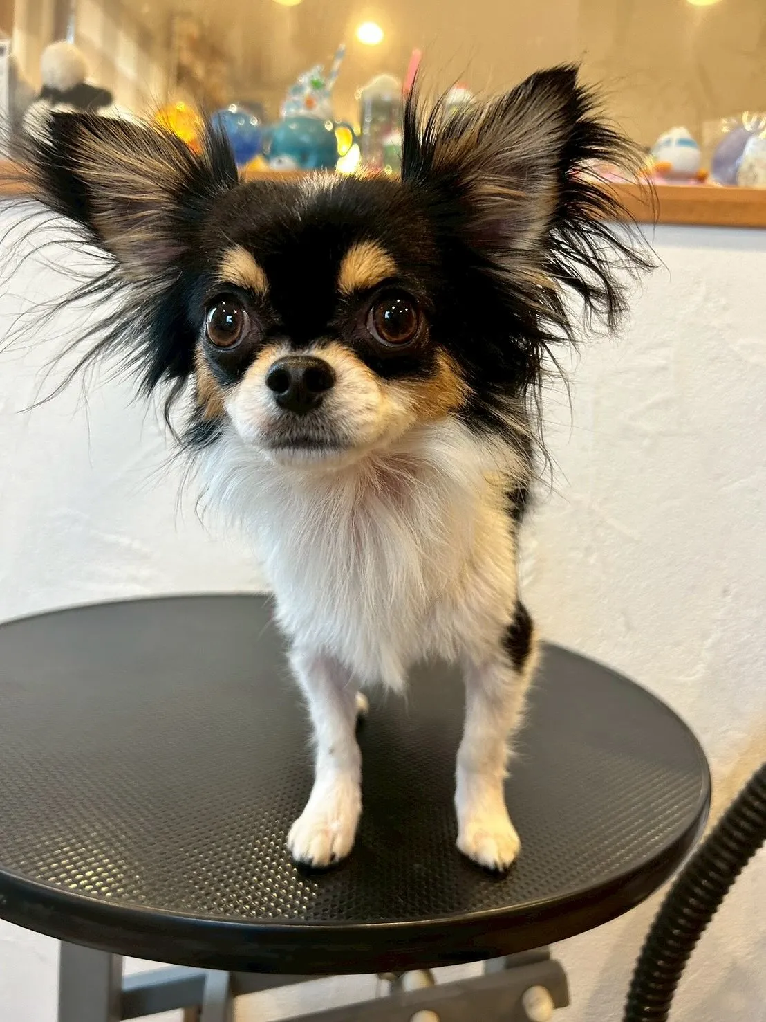 たくさんのワンちゃんたちが、E-bashoに遊びに来てくれま...