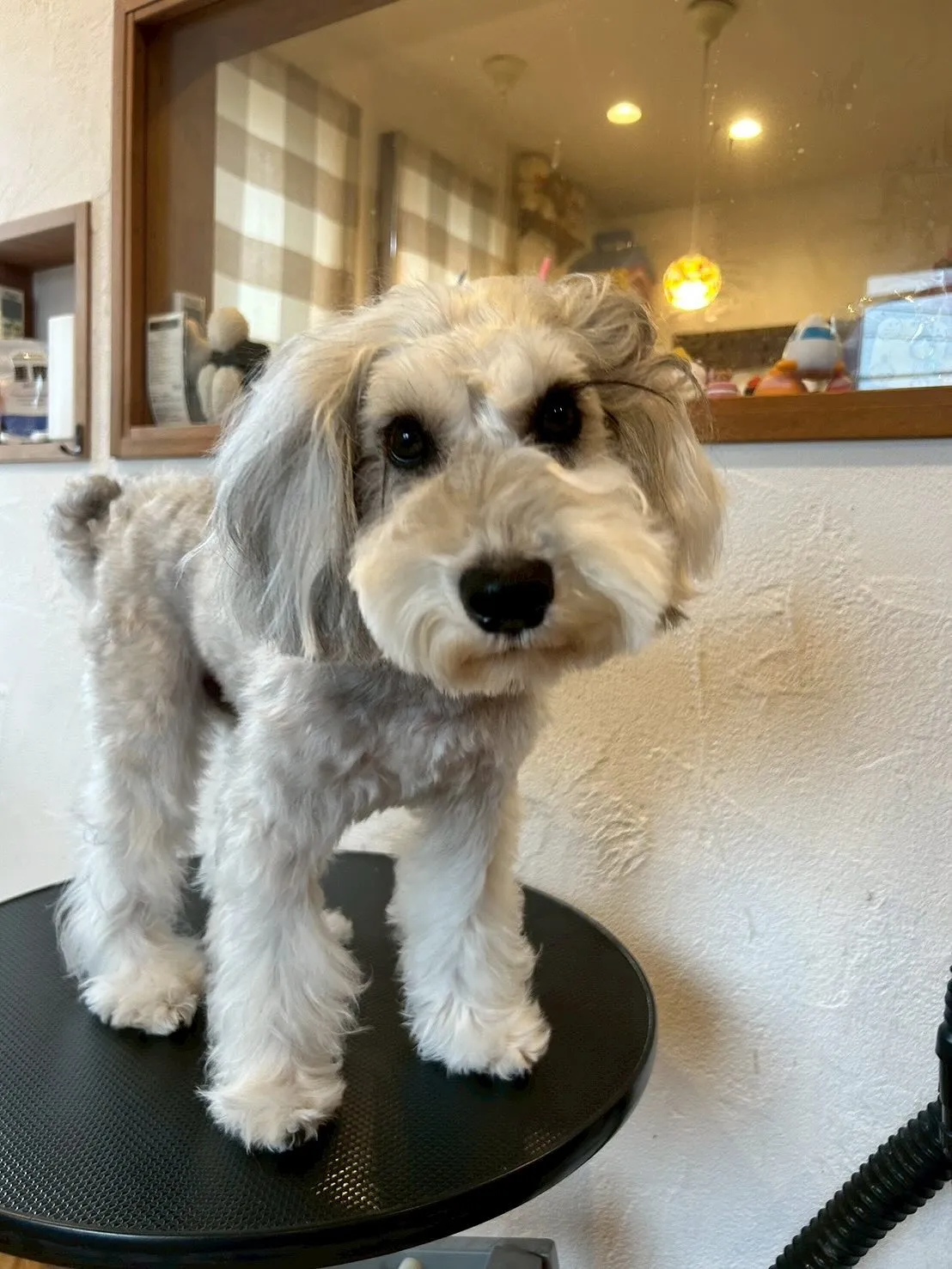 たくさんのワンちゃんたちが、E-bashoに遊びに来てくれま...