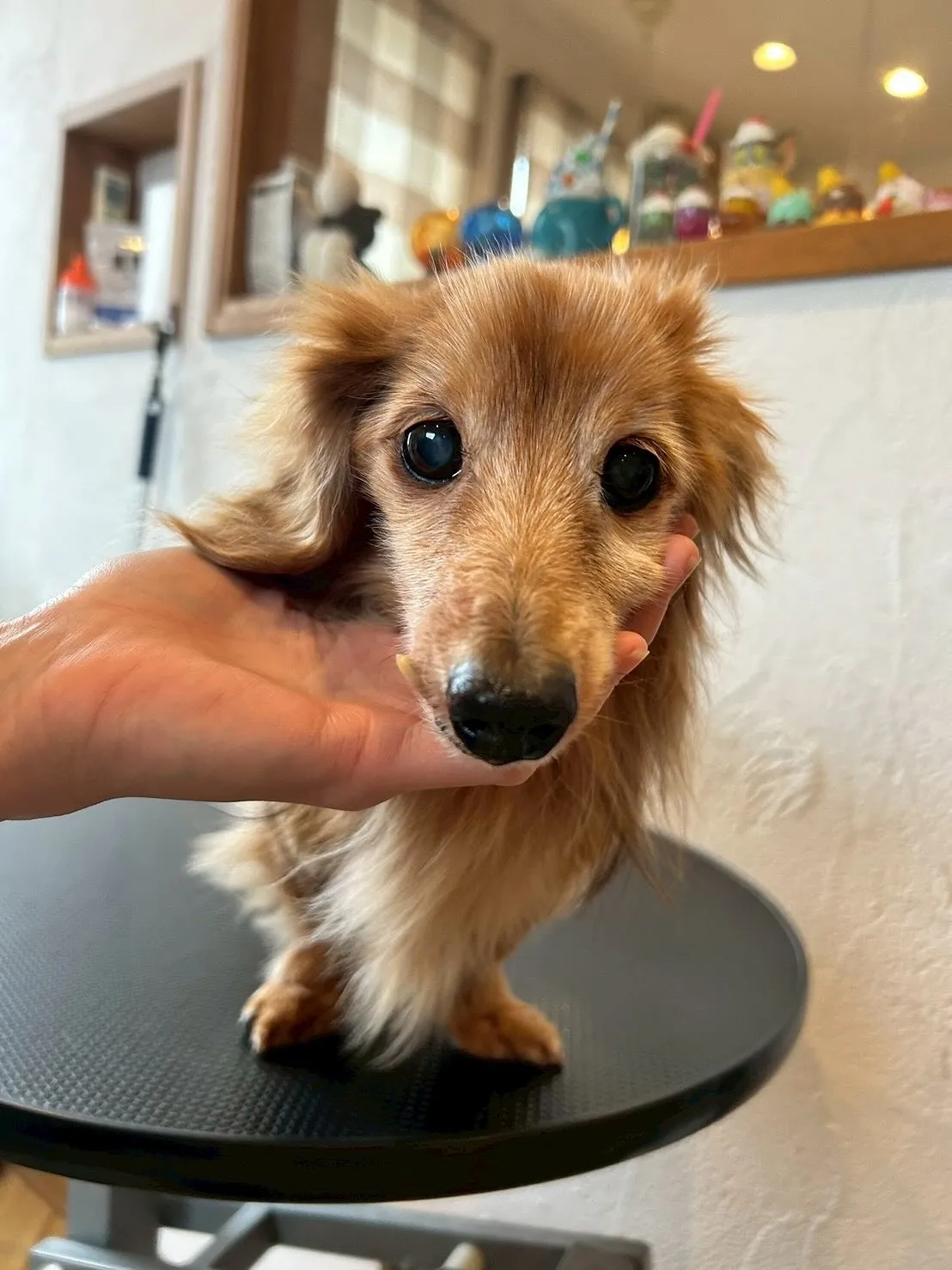 たくさんの可愛いお友達が遊びに来てくれました🐶✨