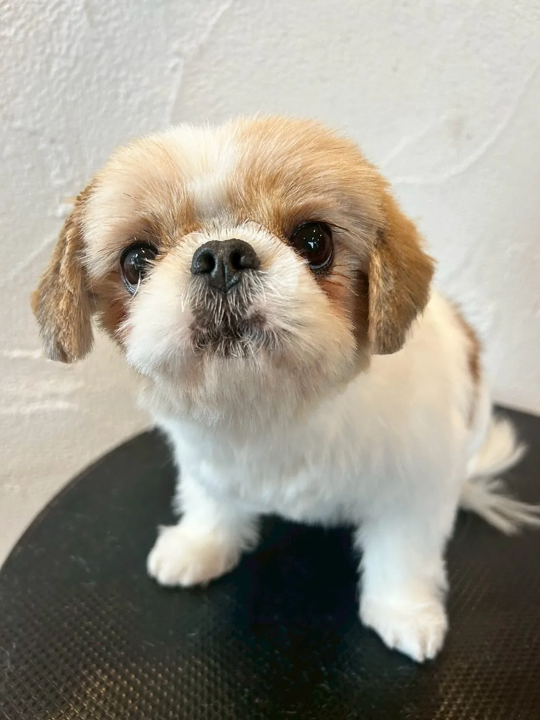 たくさんの可愛いお友達が遊びに来てくれました🐶✨