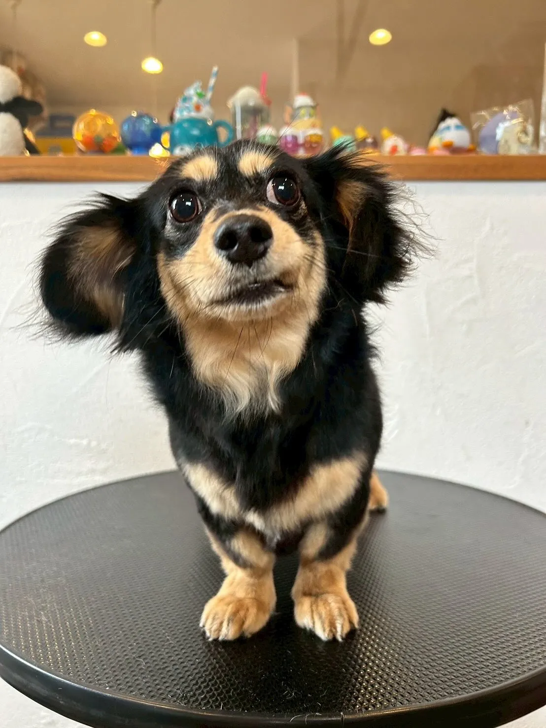 たくさんの可愛いお友達が遊びに来てくれました🐶✨