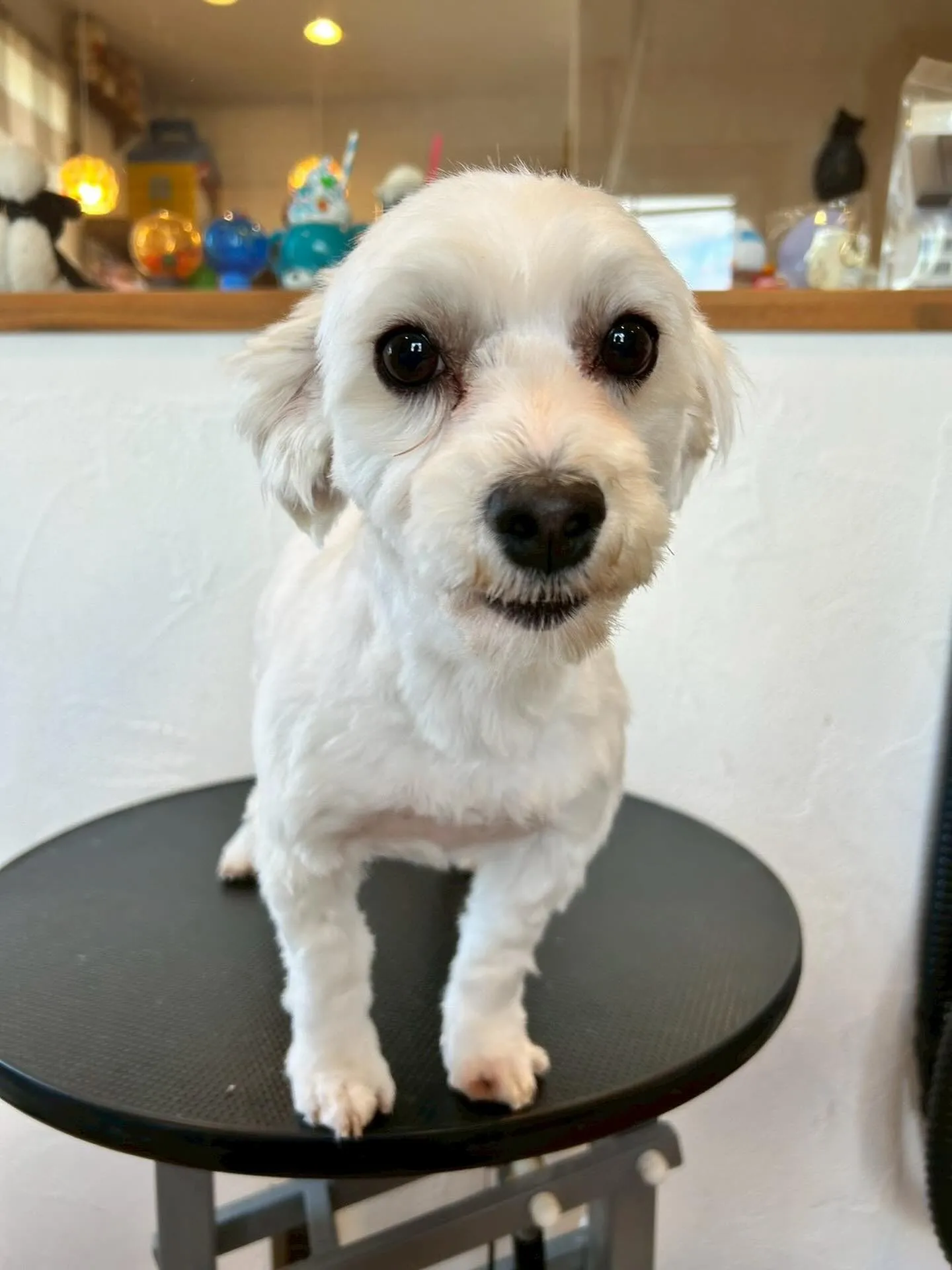 🐾✨ マルチーズのとるくんの素敵な一日をご紹介します！🐶