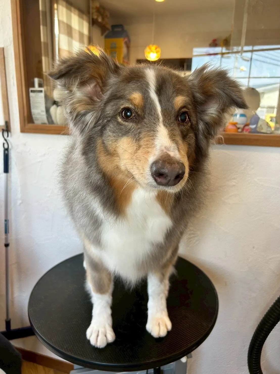 🌟可愛いワンちゃんたちがいっぱい遊びに来てくれました！