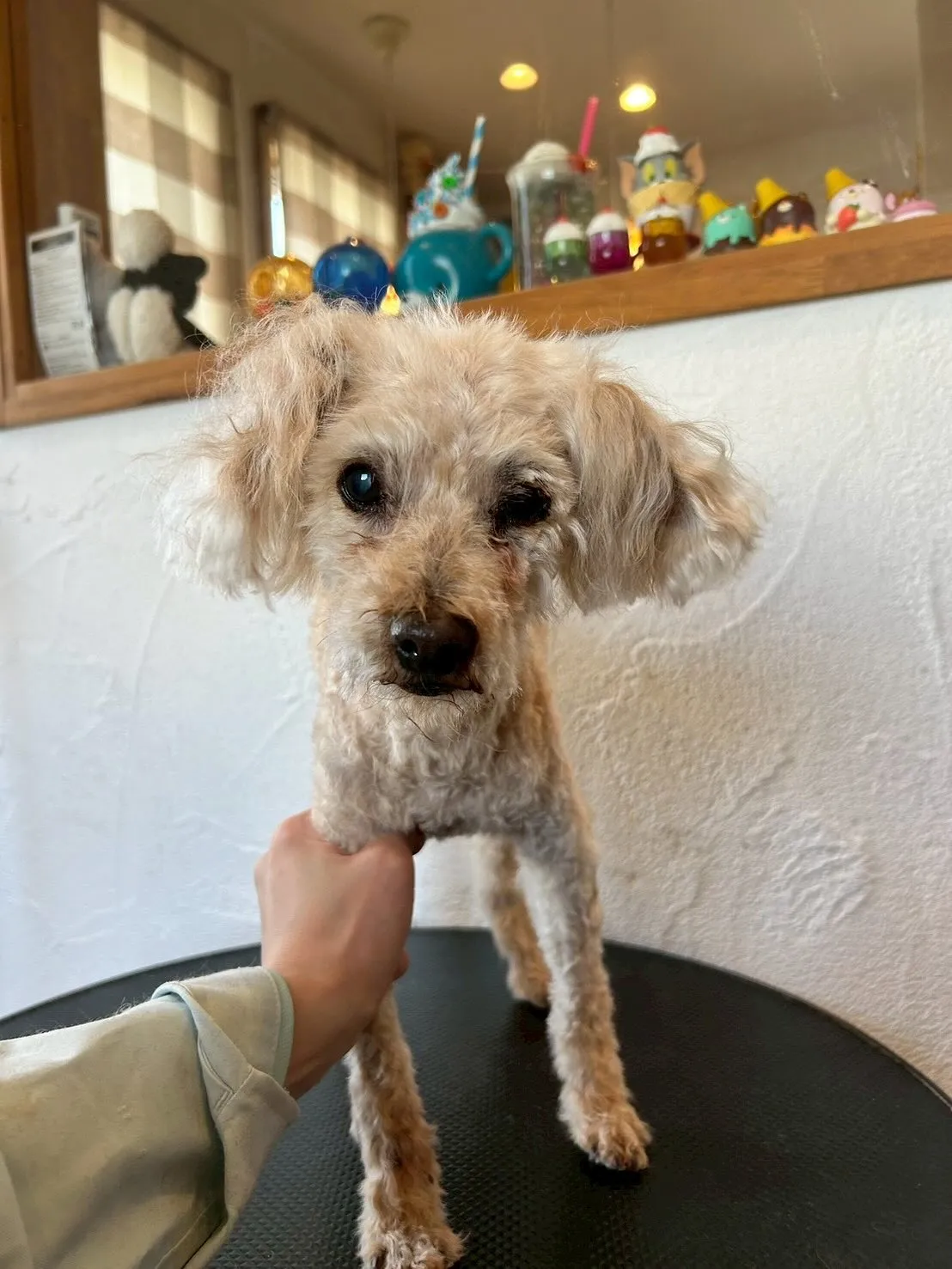 🌟可愛いワンちゃんたちがいっぱい遊びに来てくれました！