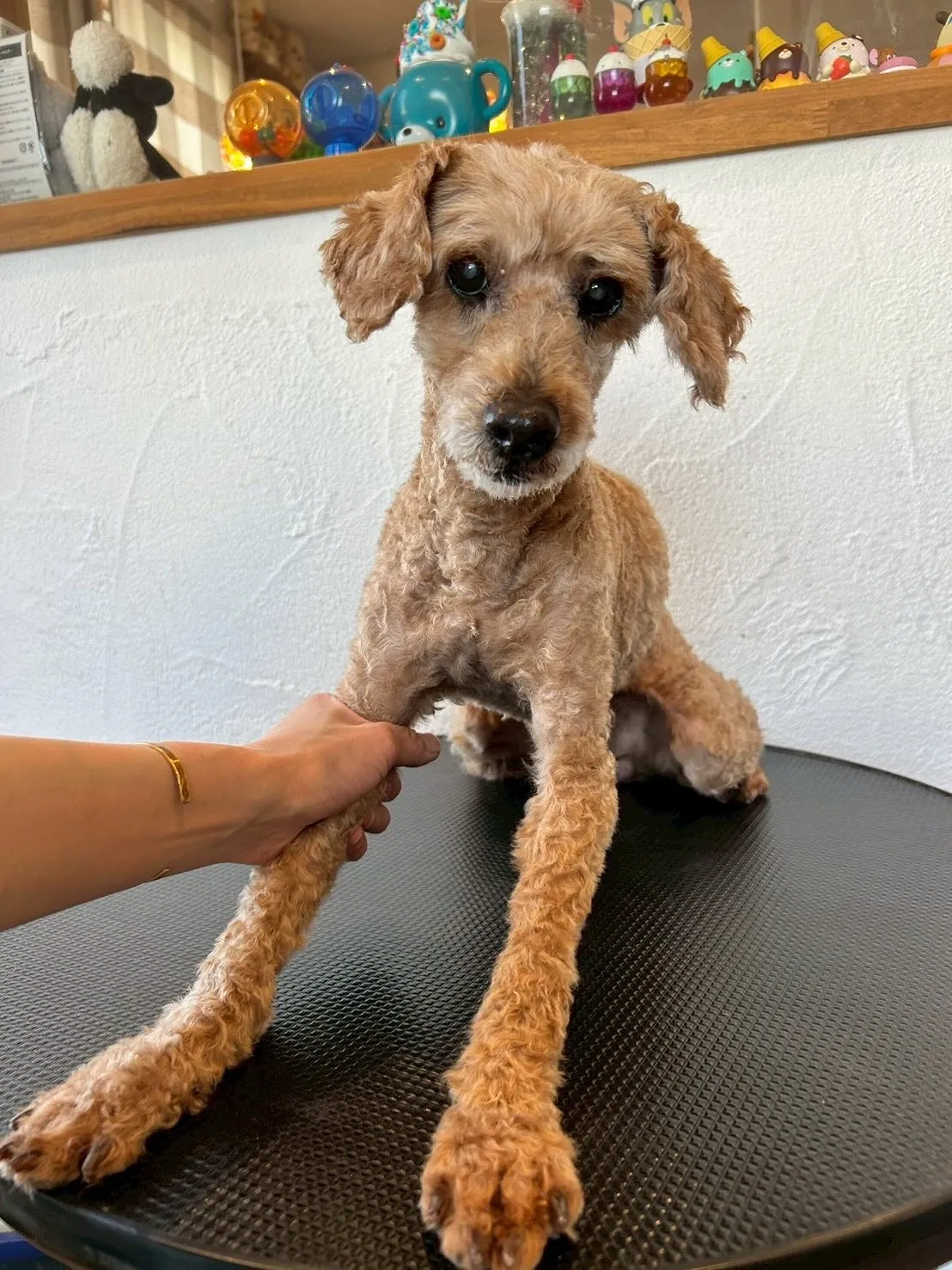 🌟可愛いワンちゃんたちがいっぱい遊びに来てくれました！