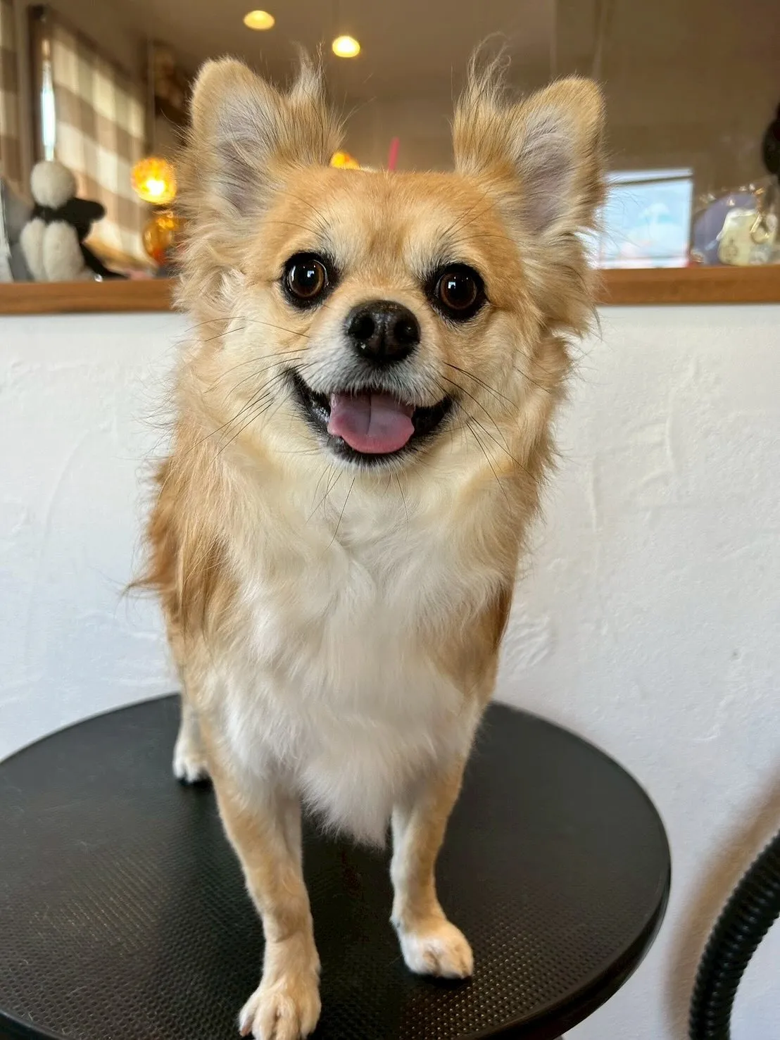 🌟可愛いワンちゃんたちがいっぱい遊びに来てくれました！