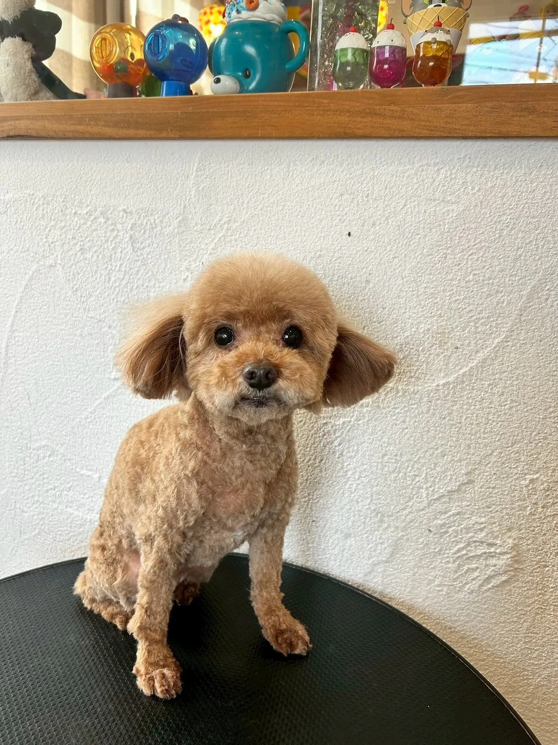 🐾サロンにたくさんのわんちゃんたちが来店してくれましたよ〜😍...