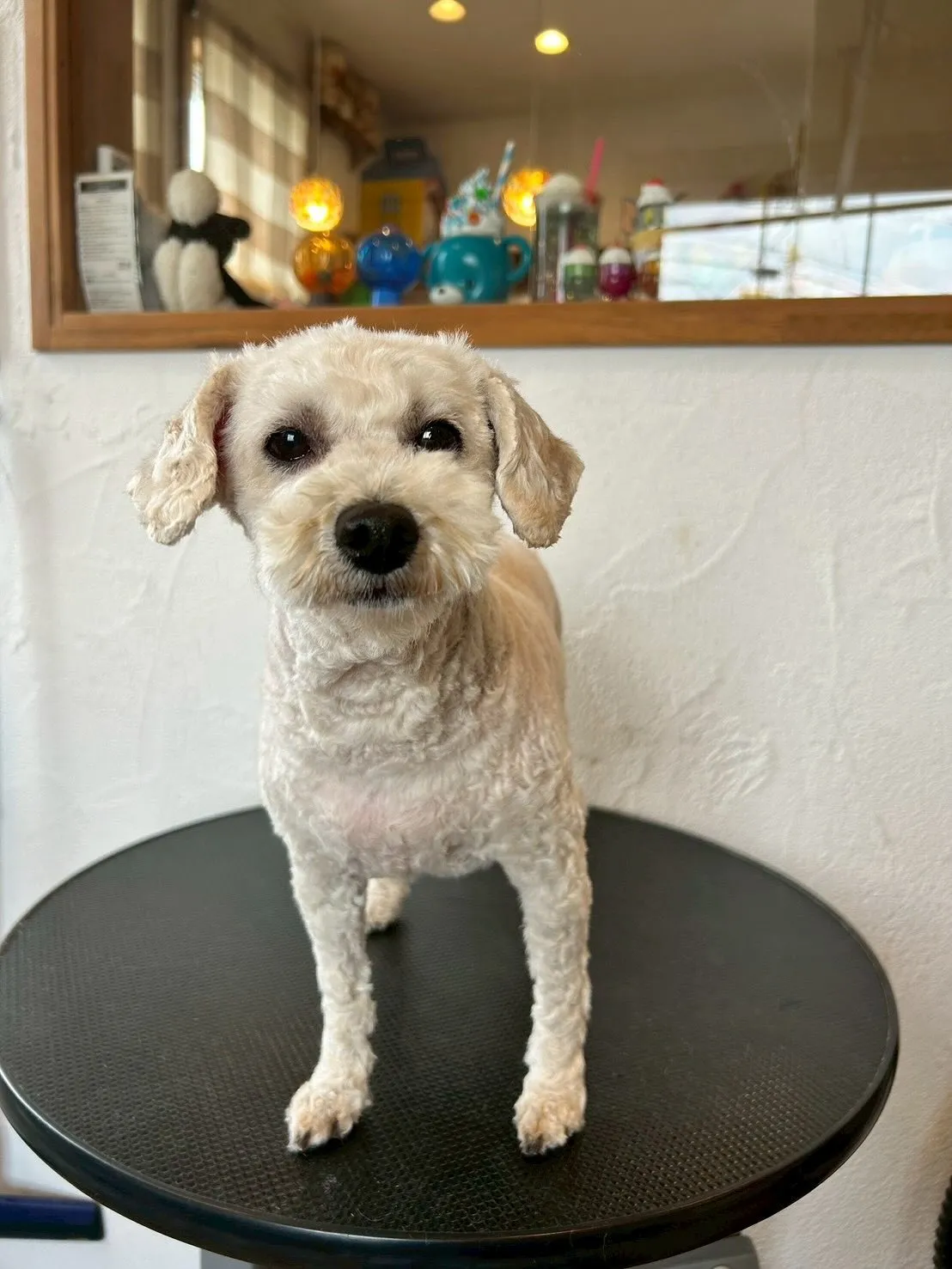 🐾サロンにたくさんのわんちゃんたちが来店してくれましたよ〜😍...