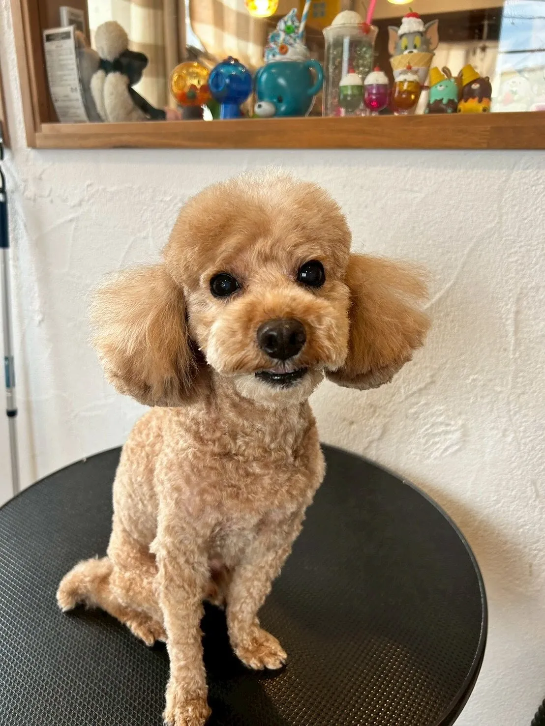 🐾サロンにたくさんのわんちゃんたちが来店してくれましたよ〜😍...