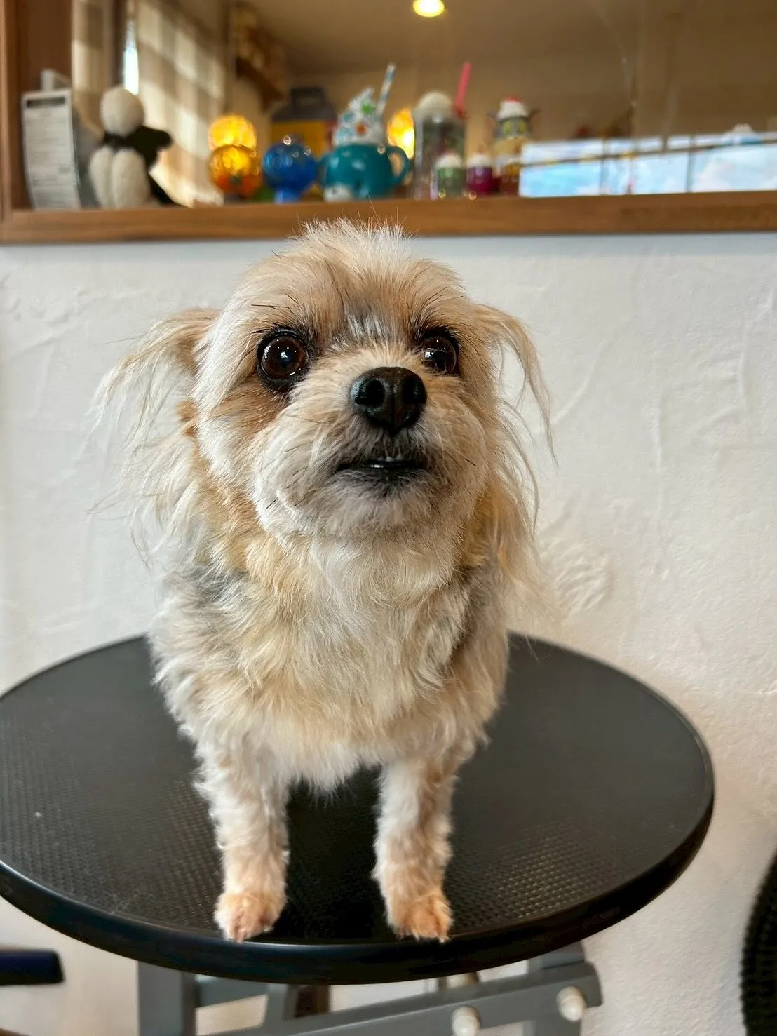 🐾サロンにたくさんのわんちゃんたちが来店してくれましたよ〜😍...