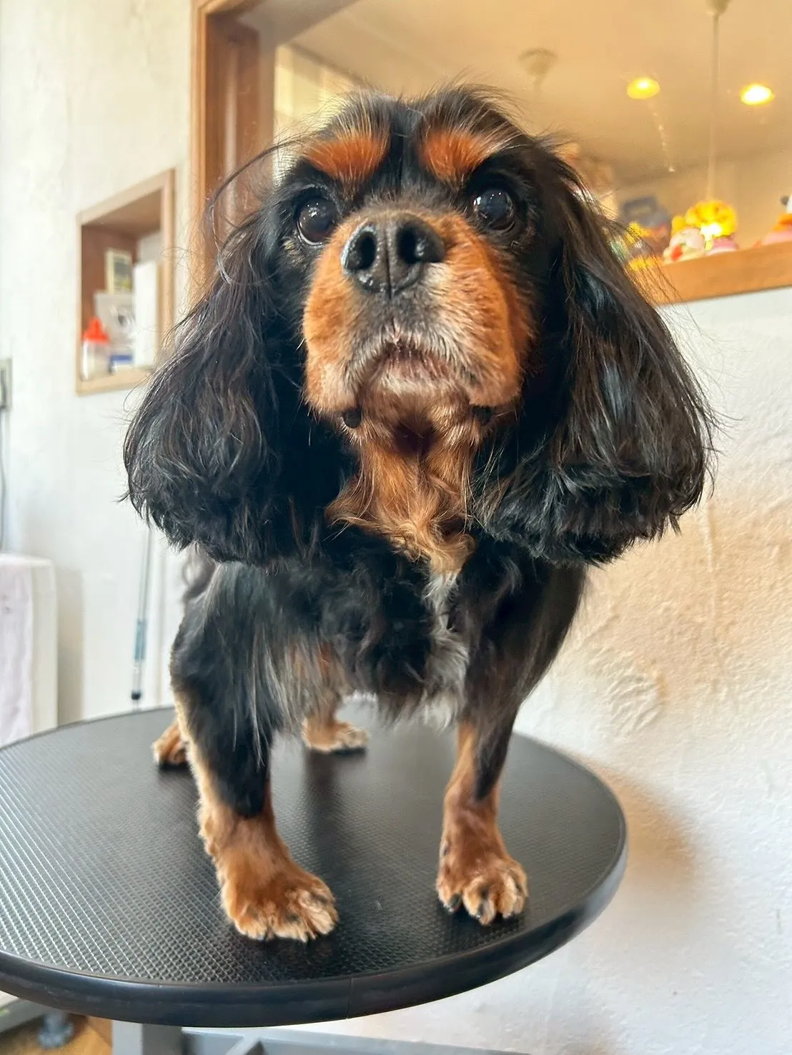 かわいいワンちゃんたちがトリミングサロンに遊びに来てくれまし...