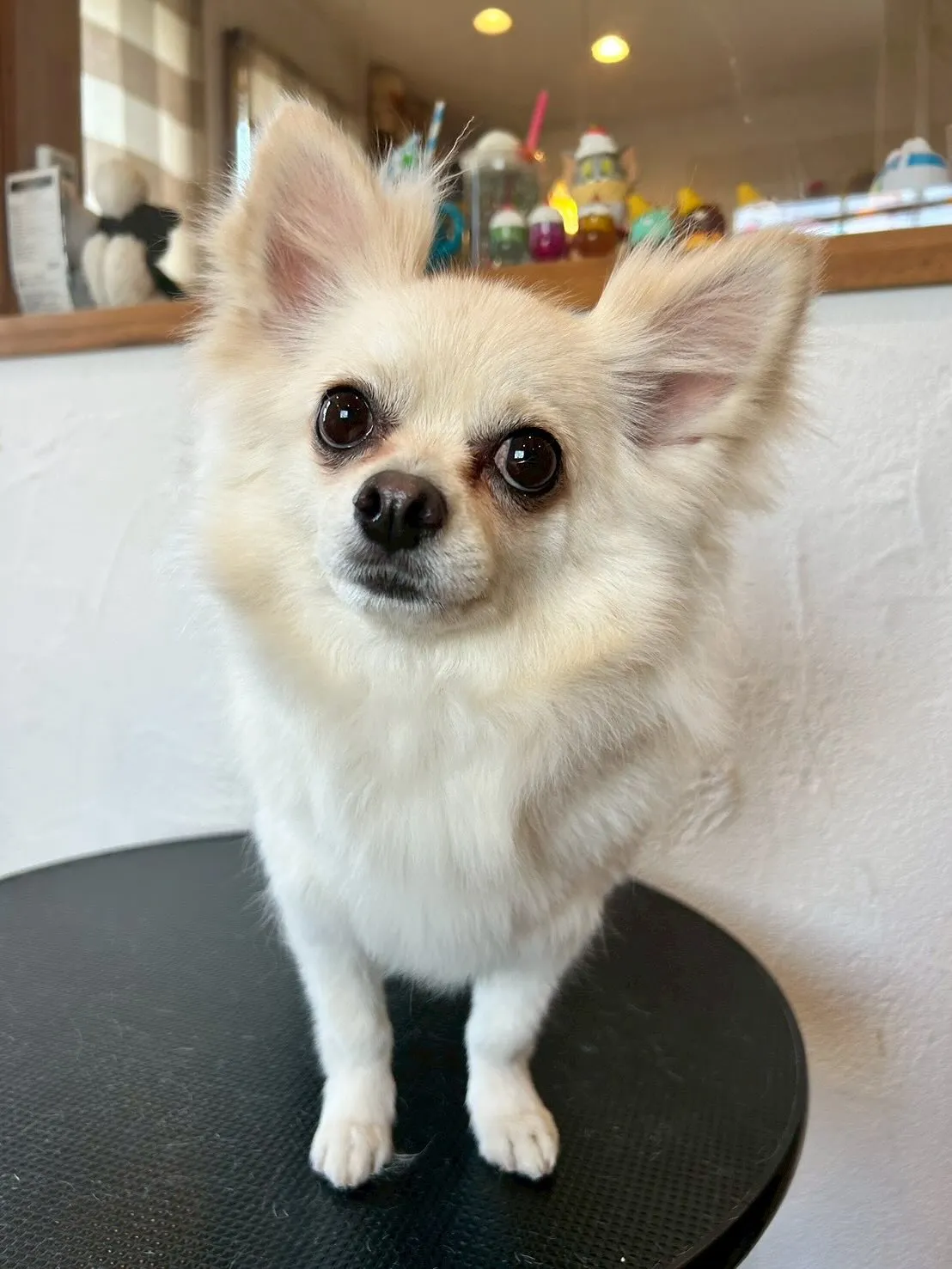 かわいいワンちゃんたちがトリミングサロンに遊びに来てくれまし...