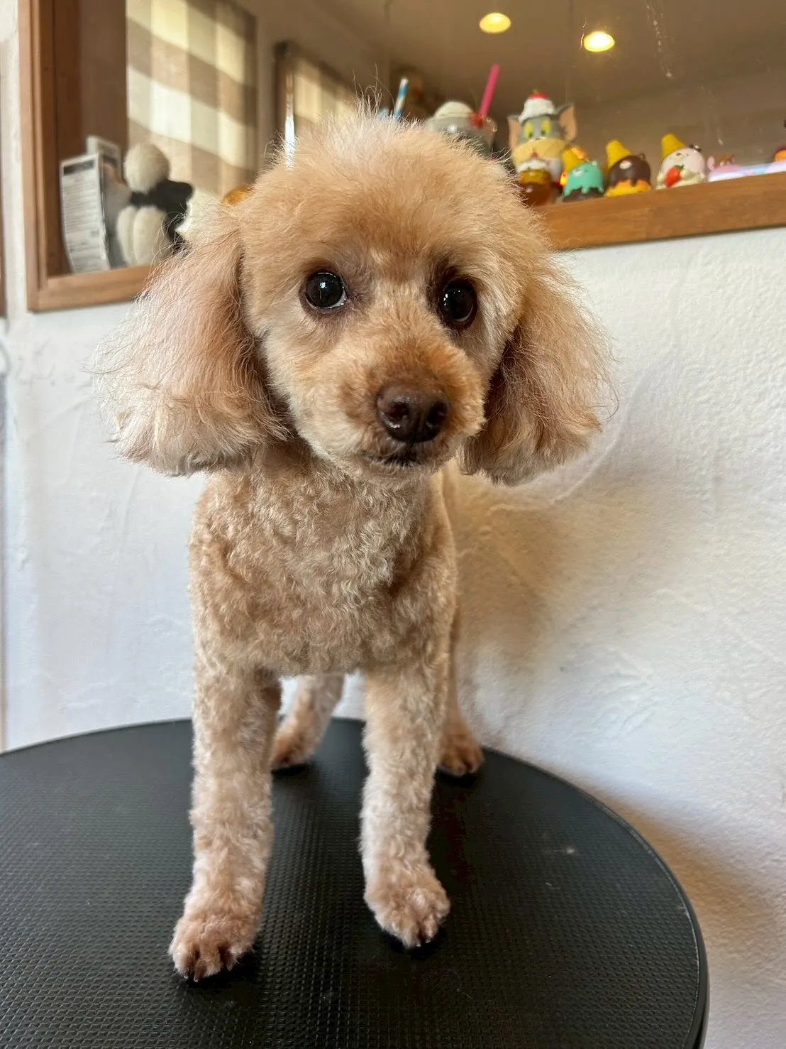 かわいいワンちゃんたちがトリミングサロンに遊びに来てくれまし...