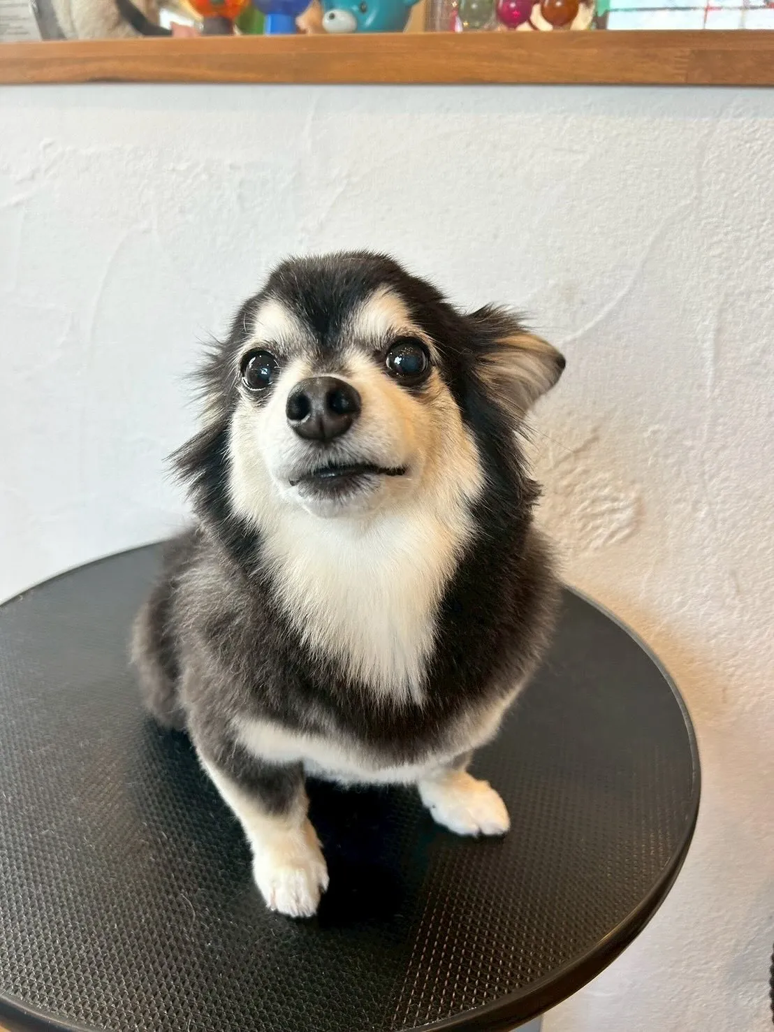 かわいいワンちゃんたちがトリミングサロンに遊びに来てくれまし...