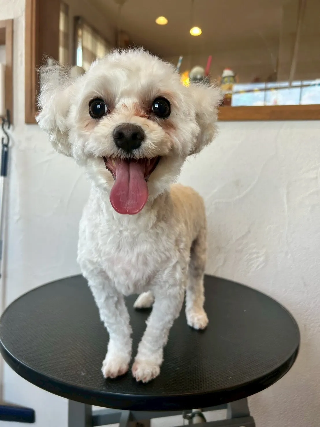 🐶✨今日はワンちゃんたちが大変身!✨✂️