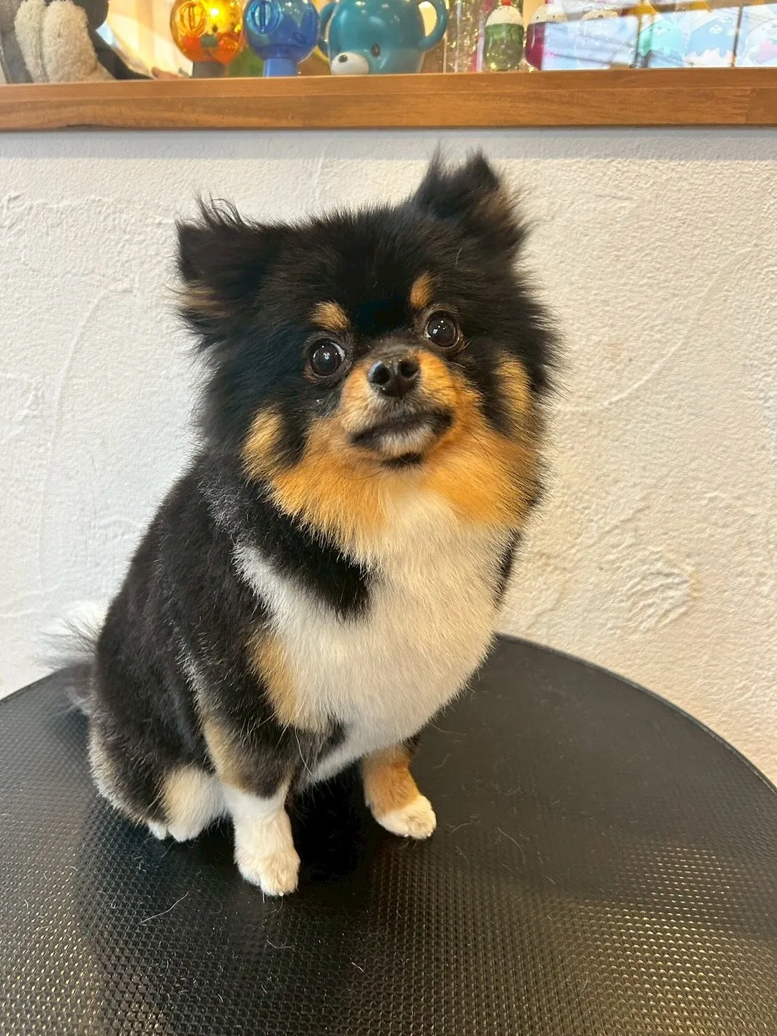 🐶✨今日はワンちゃんたちが大変身!✨✂️