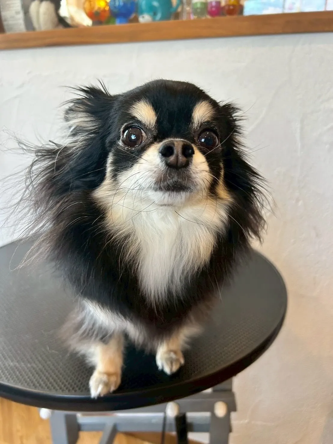 ワンちゃん達もおしゃれを楽しんでいるって知ってた？😎✨ 