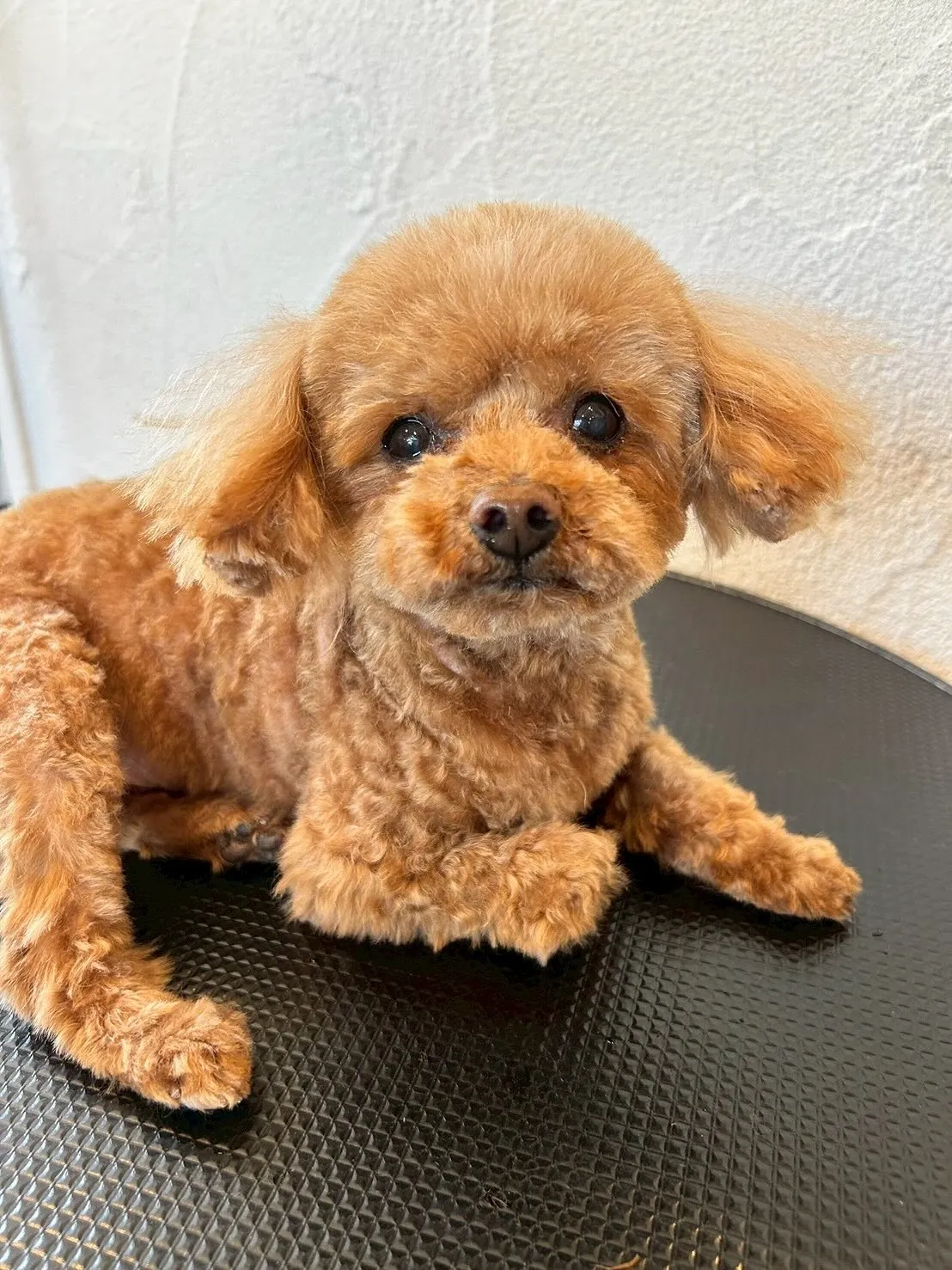 ワンちゃん達もおしゃれを楽しんでいるって知ってた？😎✨ 