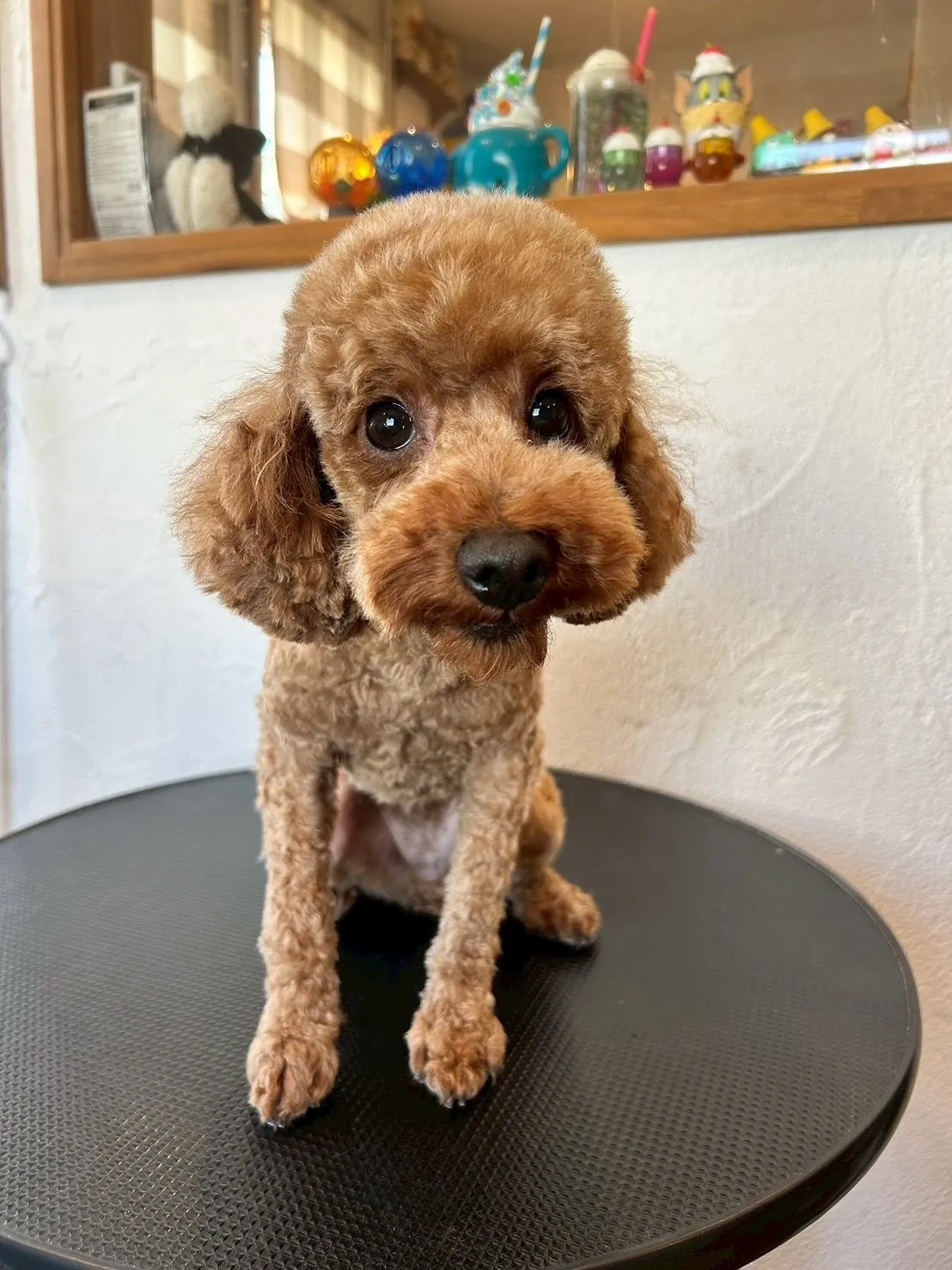 ワンちゃん達もおしゃれを楽しんでいるって知ってた？😎✨ 