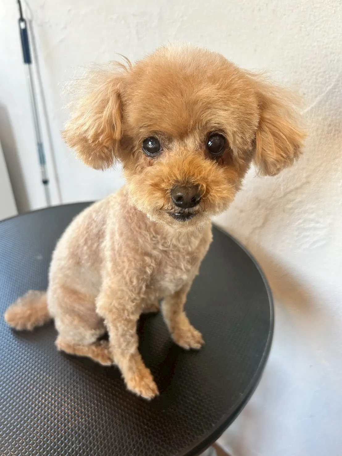 ワンちゃん達もおしゃれを楽しんでいるって知ってた？😎✨ 