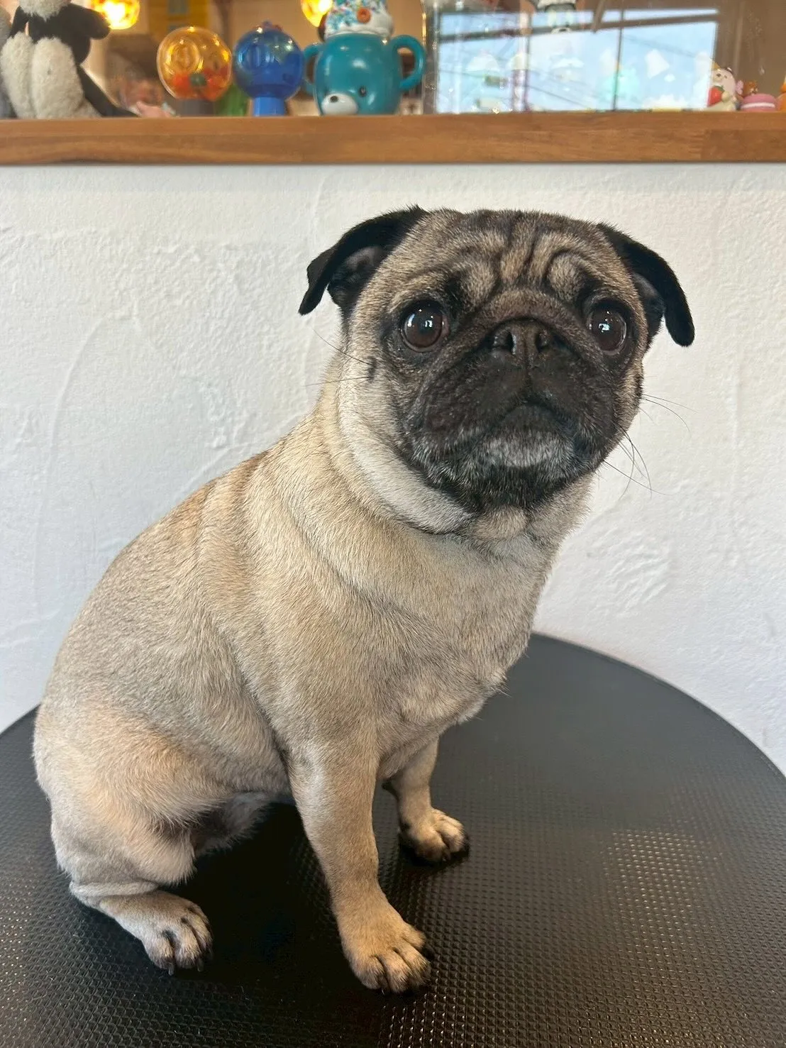 ワンちゃん達もおしゃれを楽しんでいるって知ってた？😎✨ 