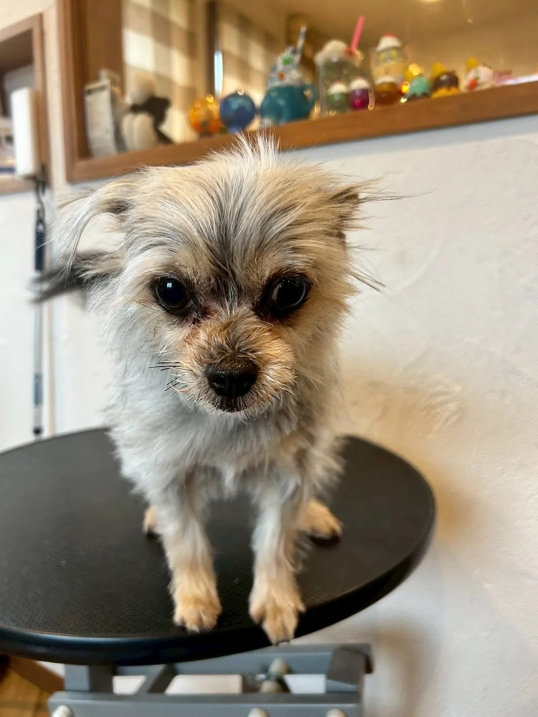 今日もワンちゃんたちのトリミングデイ🐾✨✨