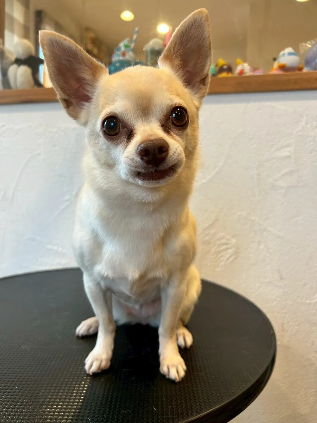 今日もワンちゃんたちのトリミングデイ🐾✨✨