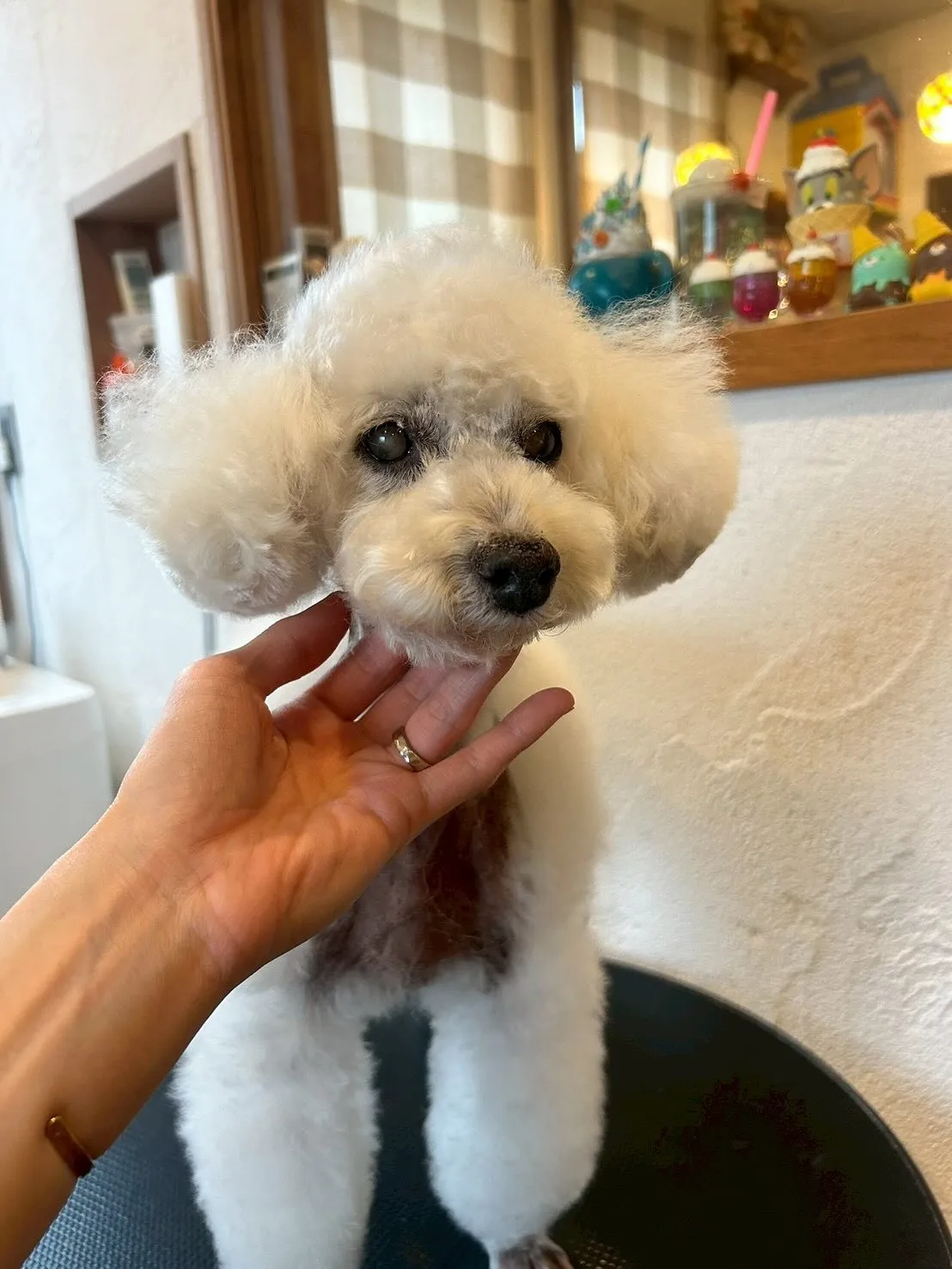 今日もワンちゃんたちのトリミングデイ🐾✨✨