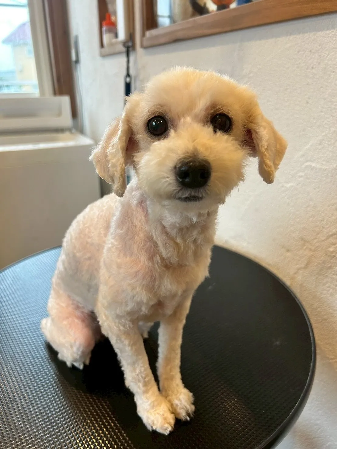 今日もワンちゃんたちのトリミングデイ🐾✨✨