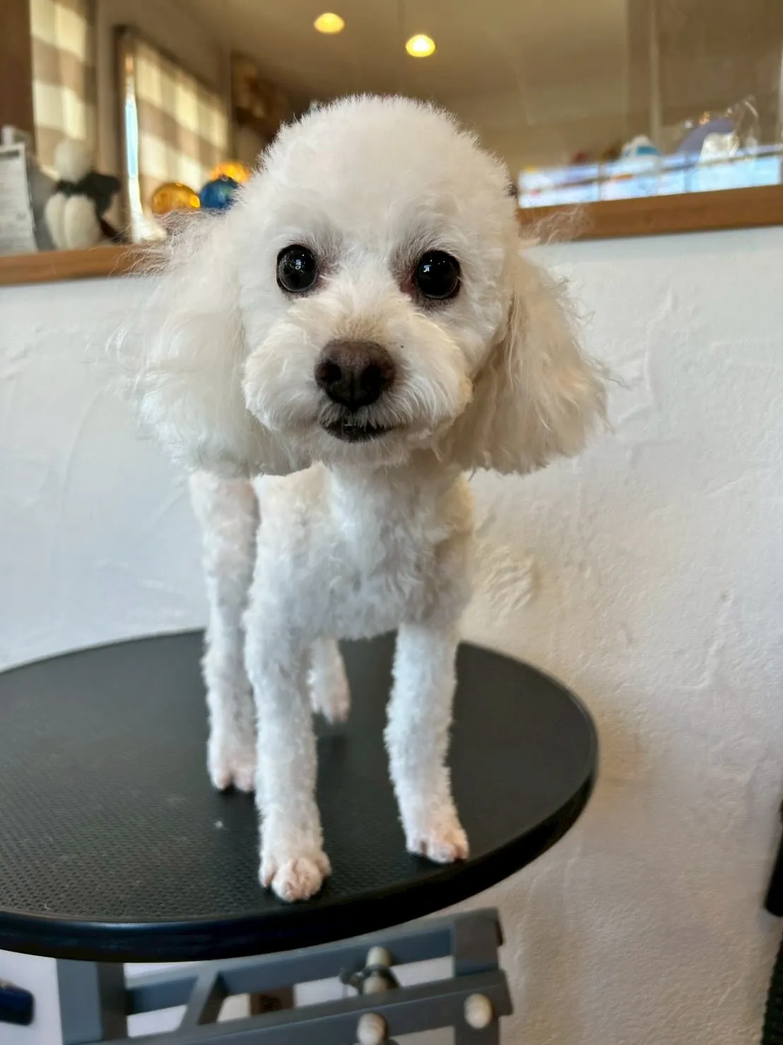 🐶✨たくさんのワンちゃんたちが遊びに来てくれましたよー！