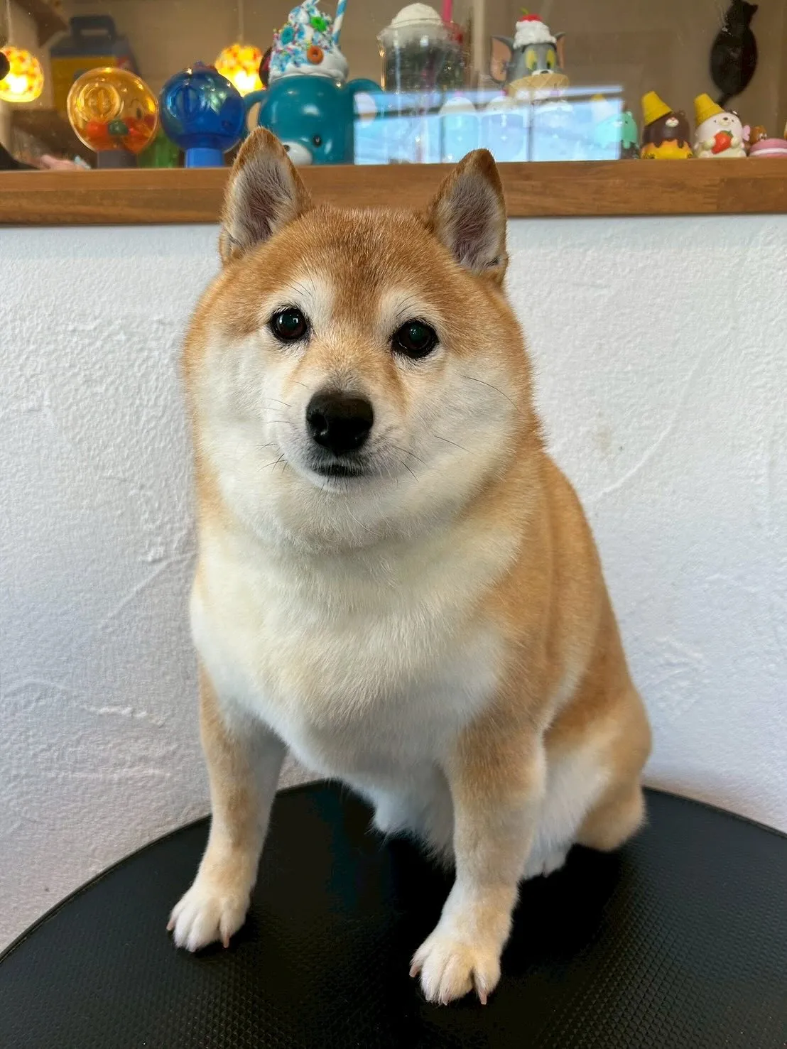 🐶✨たくさんのワンちゃんたちが遊びに来てくれましたよー！