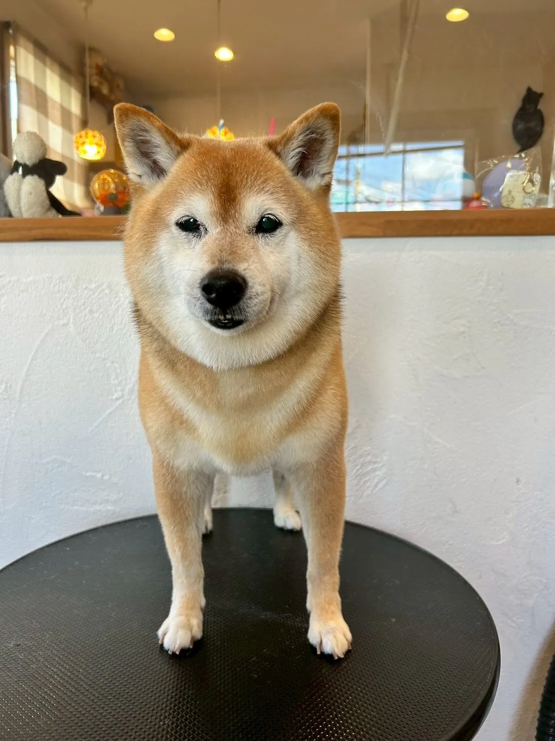 🐶✨たくさんのワンちゃんたちが遊びに来てくれましたよー！