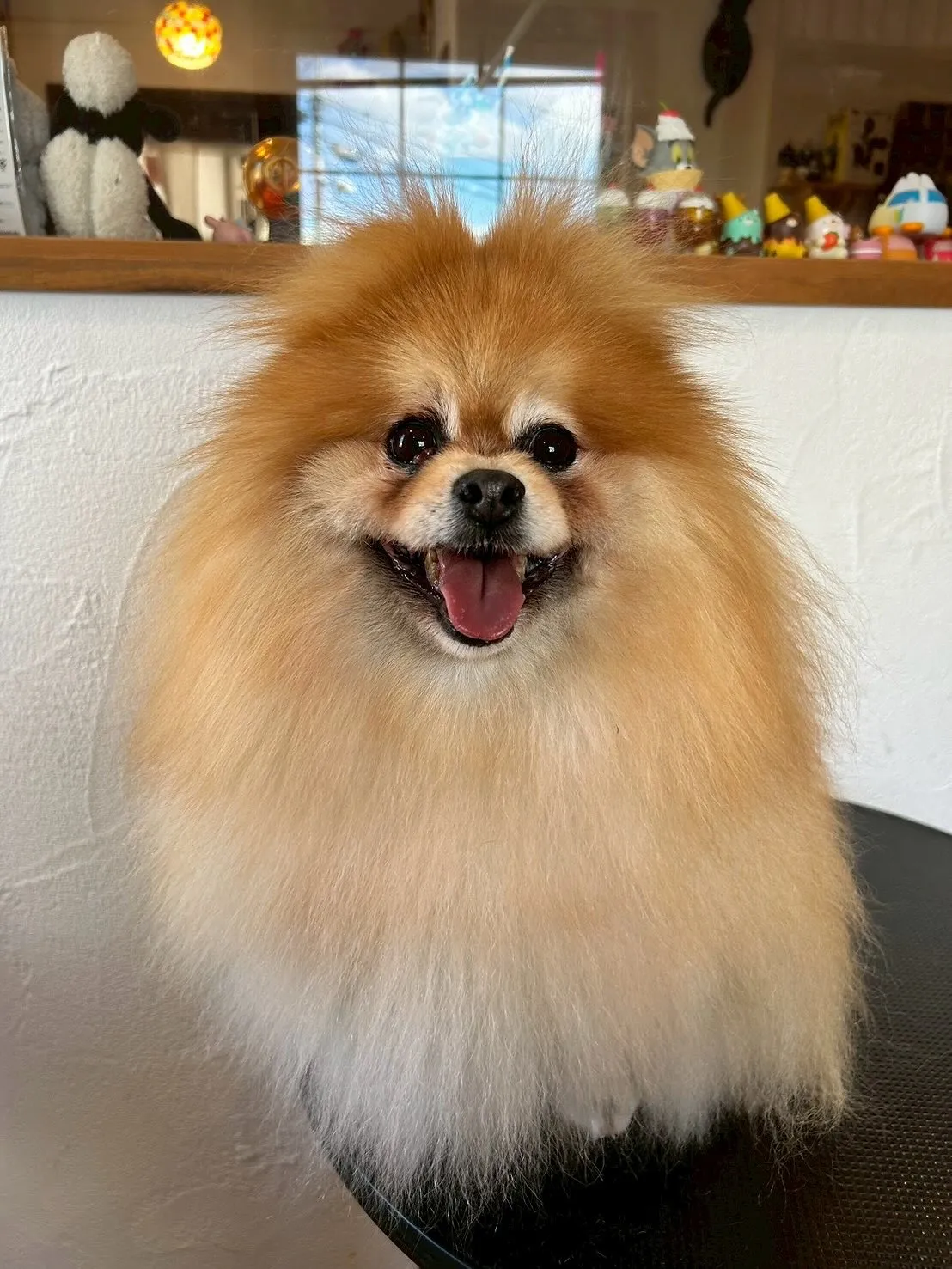 🐶✨たくさんのワンちゃんたちが遊びに来てくれましたよー！