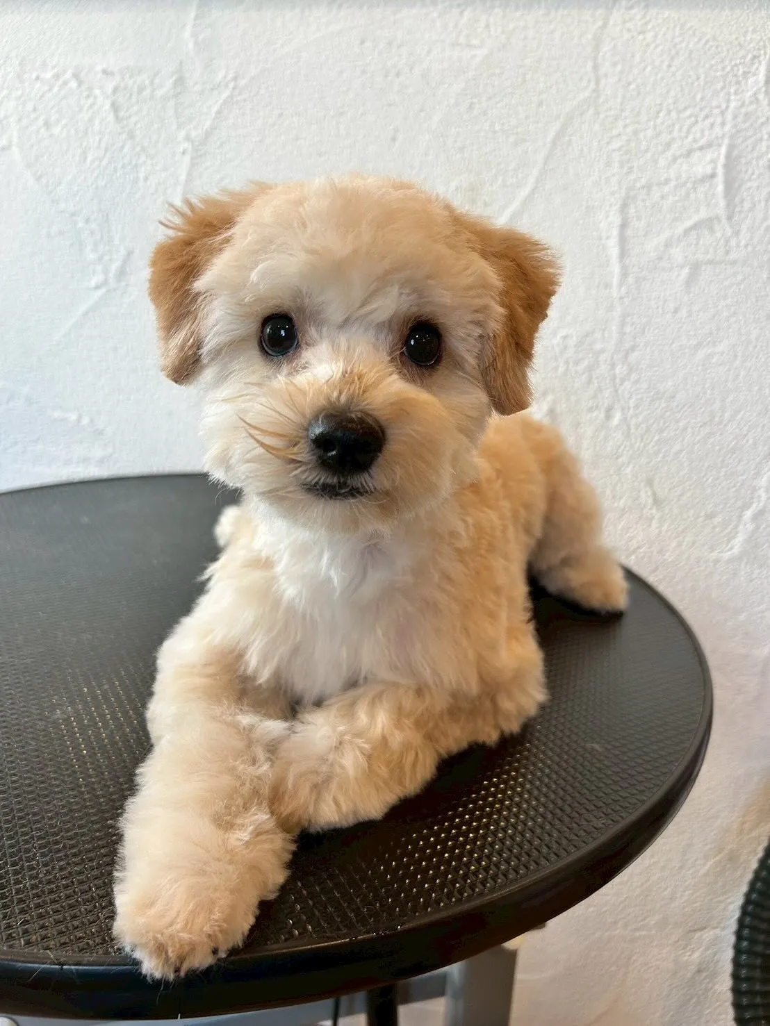 🐶✨たくさんのワンちゃんたちが遊びに来てくれましたよー！