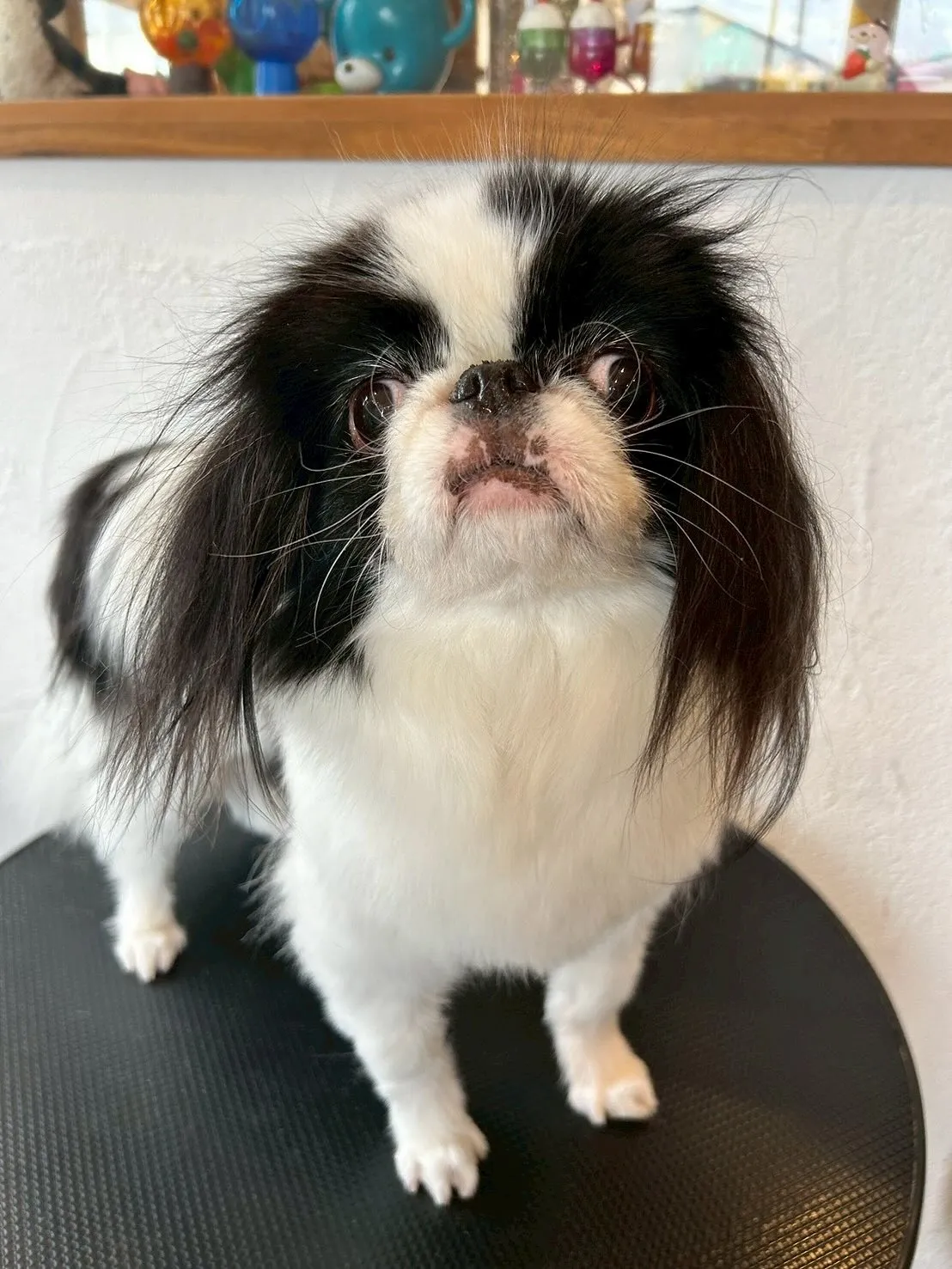 🐾✨本日「ふわふわワールド」✨🐾