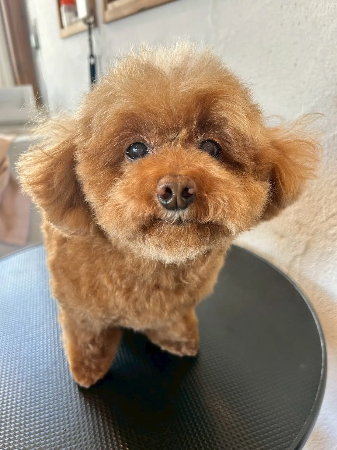 🐾✨本日「ふわふわワールド」✨🐾