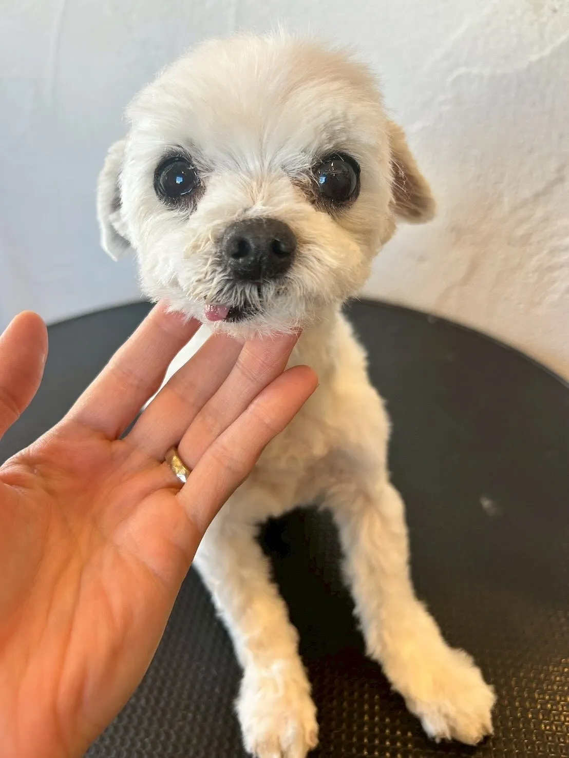 🐾✨本日「ふわふわワールド」✨🐾