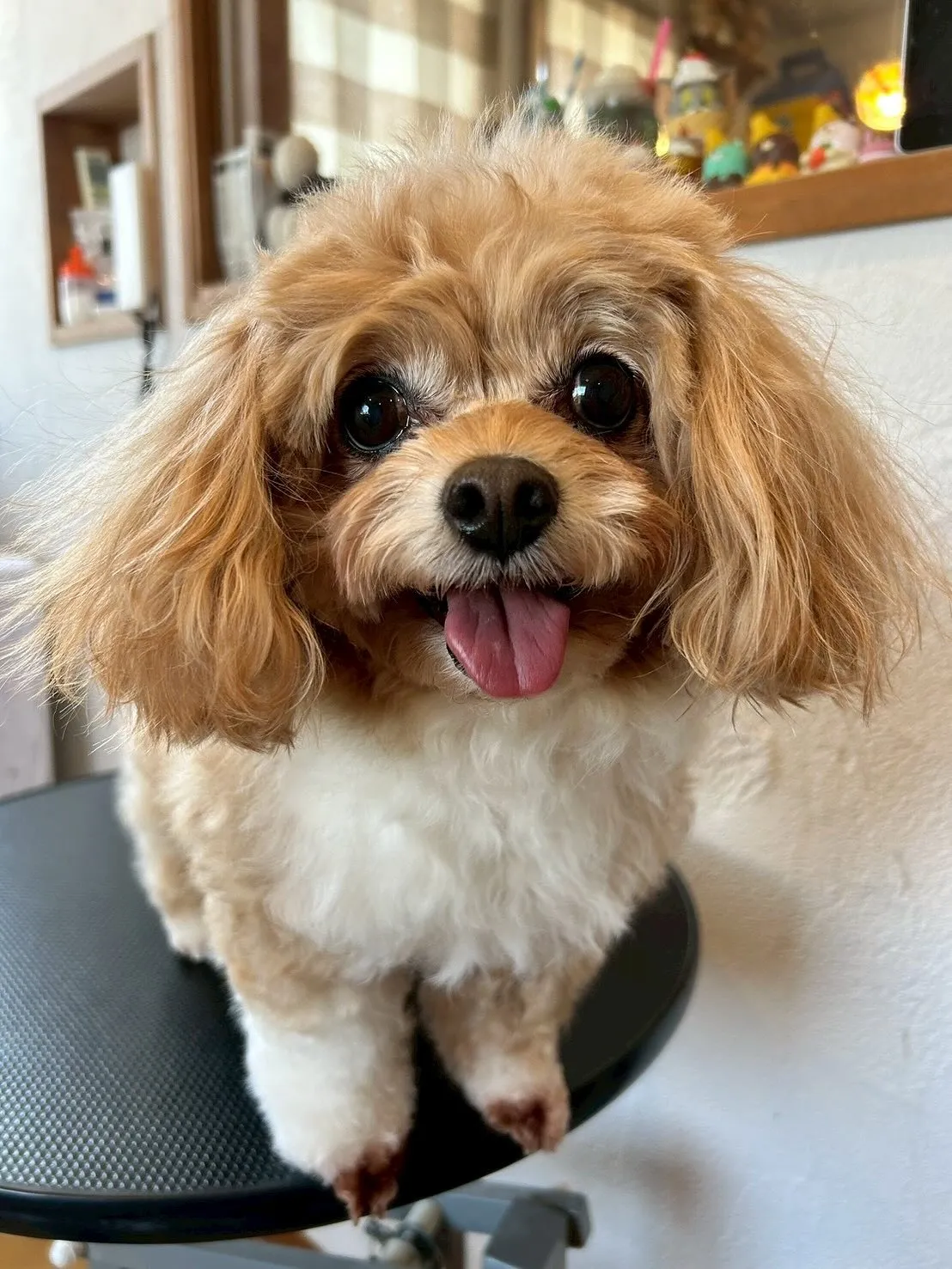 今日もトリミングサロンは笑顔でいっぱい😊