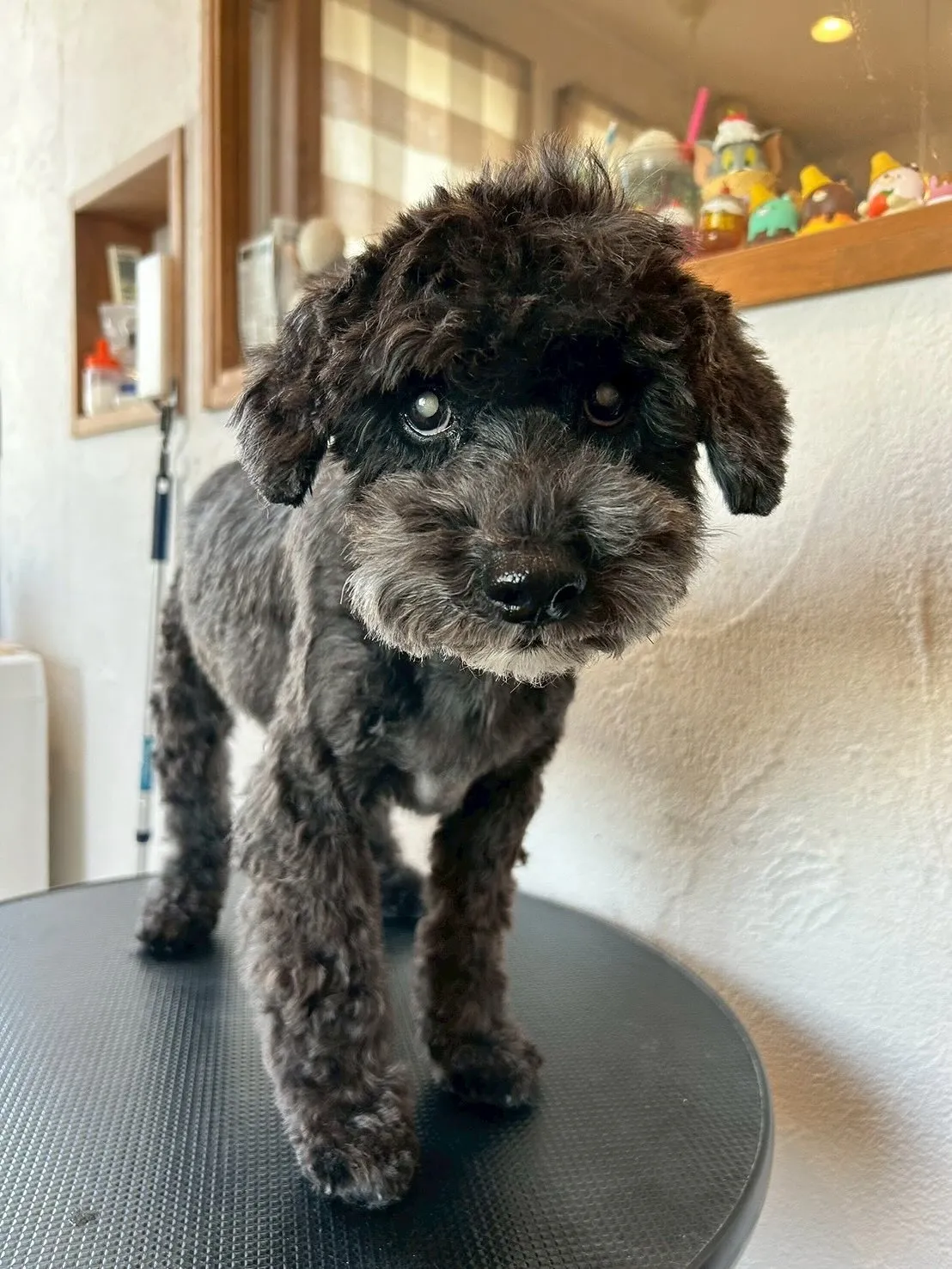 今日もトリミングサロンは笑顔でいっぱい😊