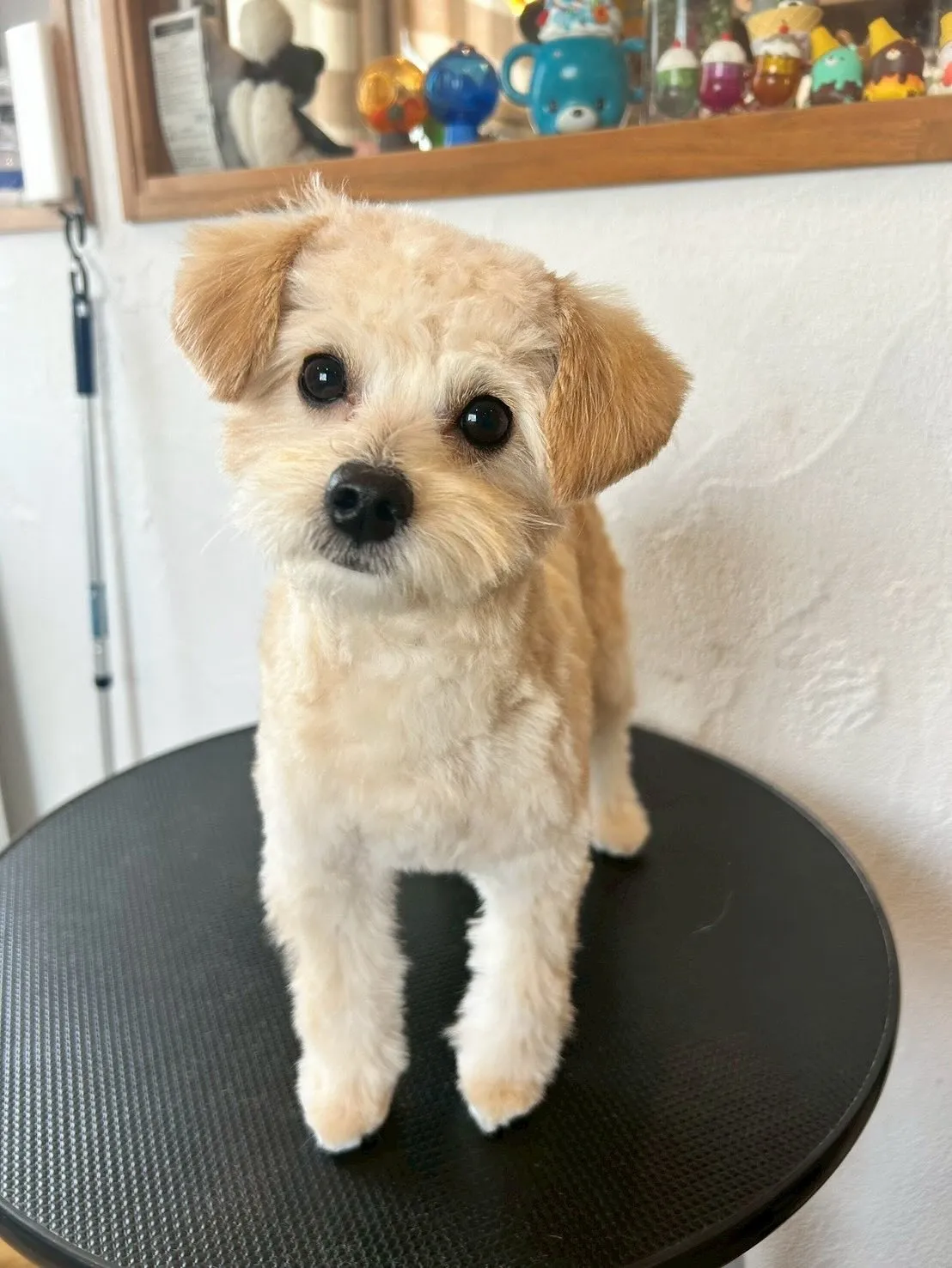 かわいいお友達がいっぱい来てくれました!🐾✨